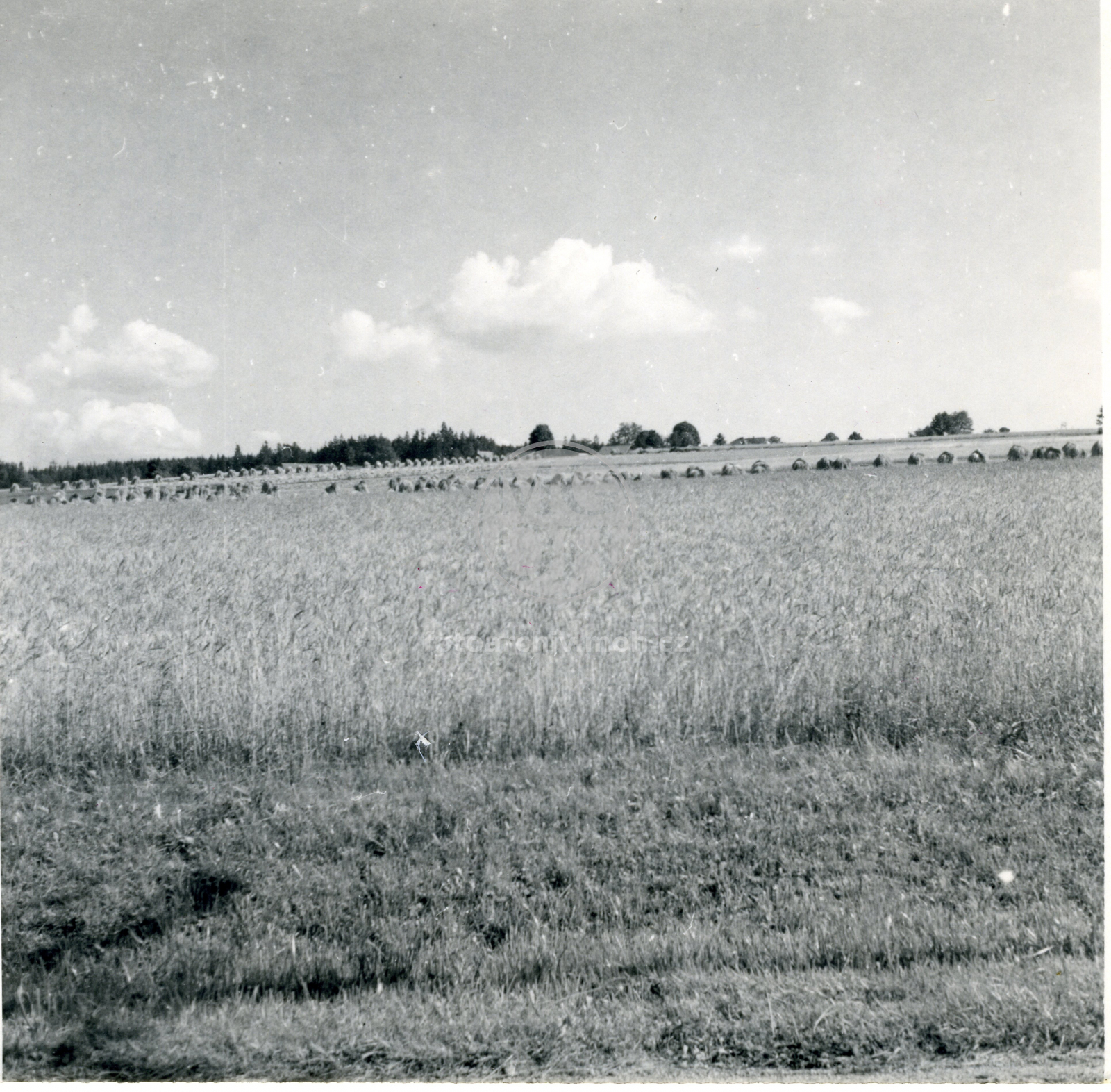 Fotografie - Přímská pole ze silnice k Javornici