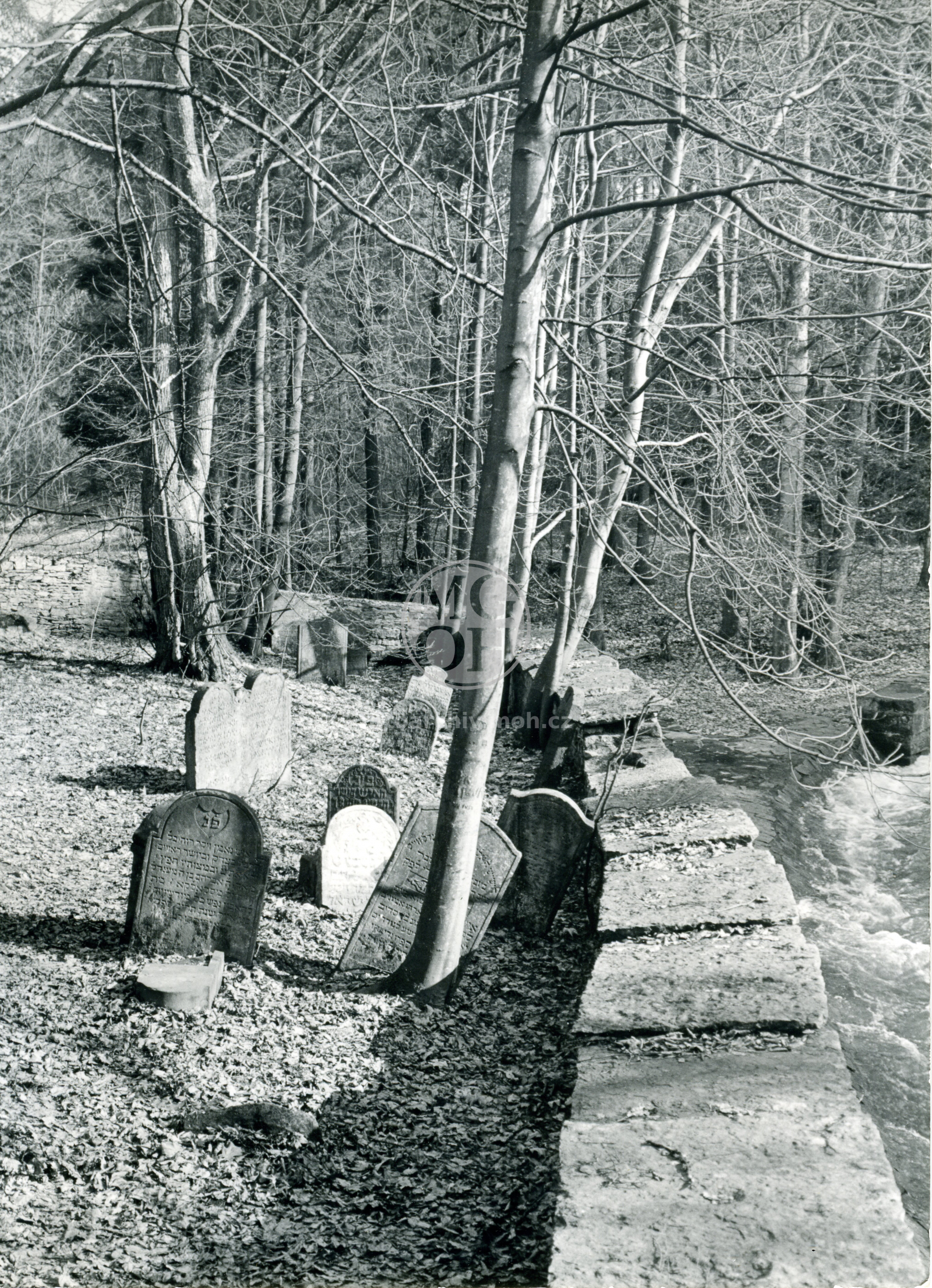 Fotografie - Židovský hřbitov - roztroušené pomníky