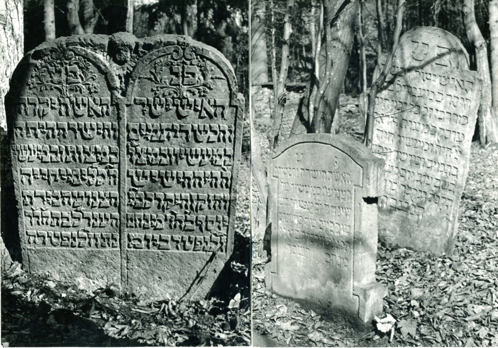 Fotografie - Židovský hřbitov - detail pomníky s nápisy