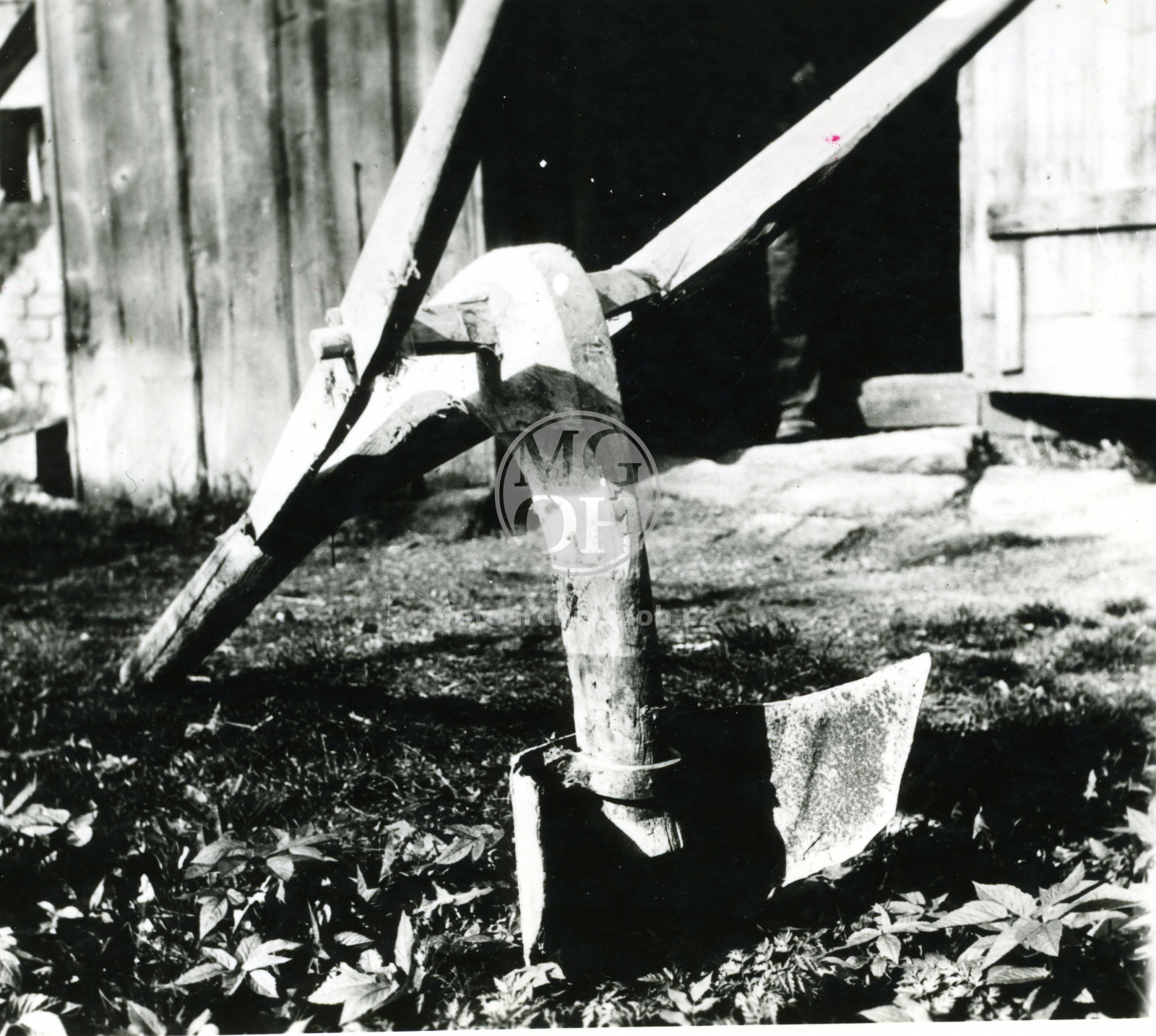 Fotografie - Hák Samorostlý zpředu, detail