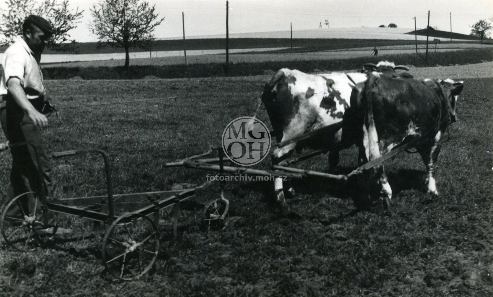 Fotografie - Josef Tomeš ""gajruje"" - obdělávání 
Osoba: Tomeš Josef