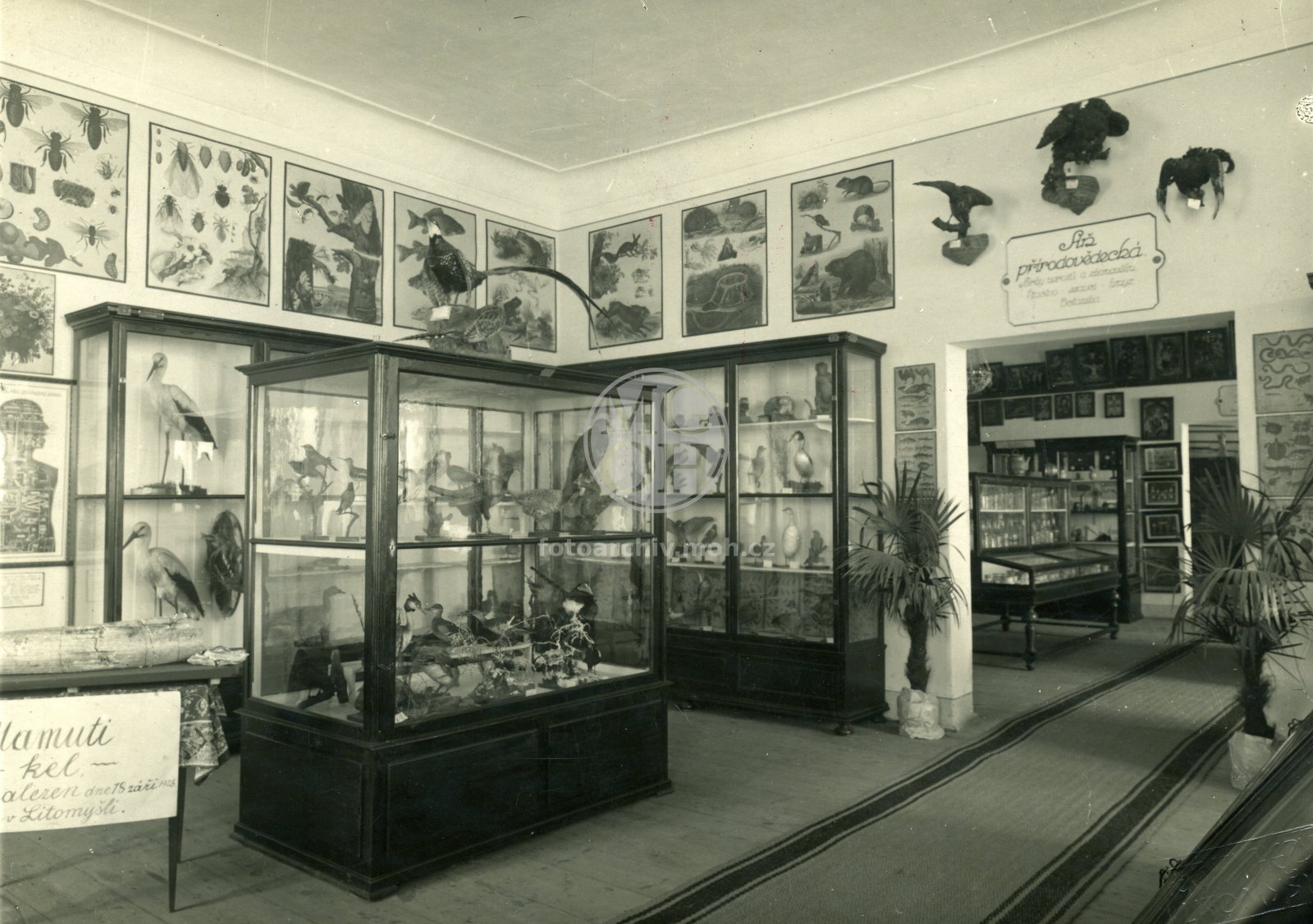 Fotografie - Síň městského musea - přírodověddecká