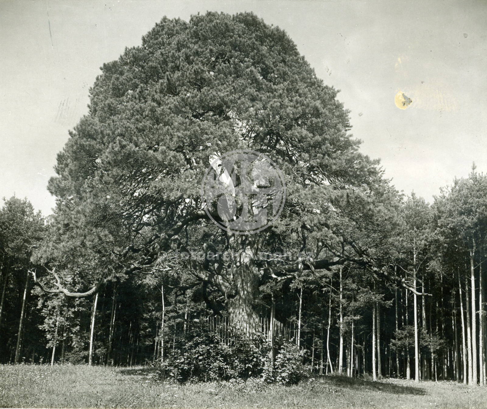Fotografie - Českobratrská borovice