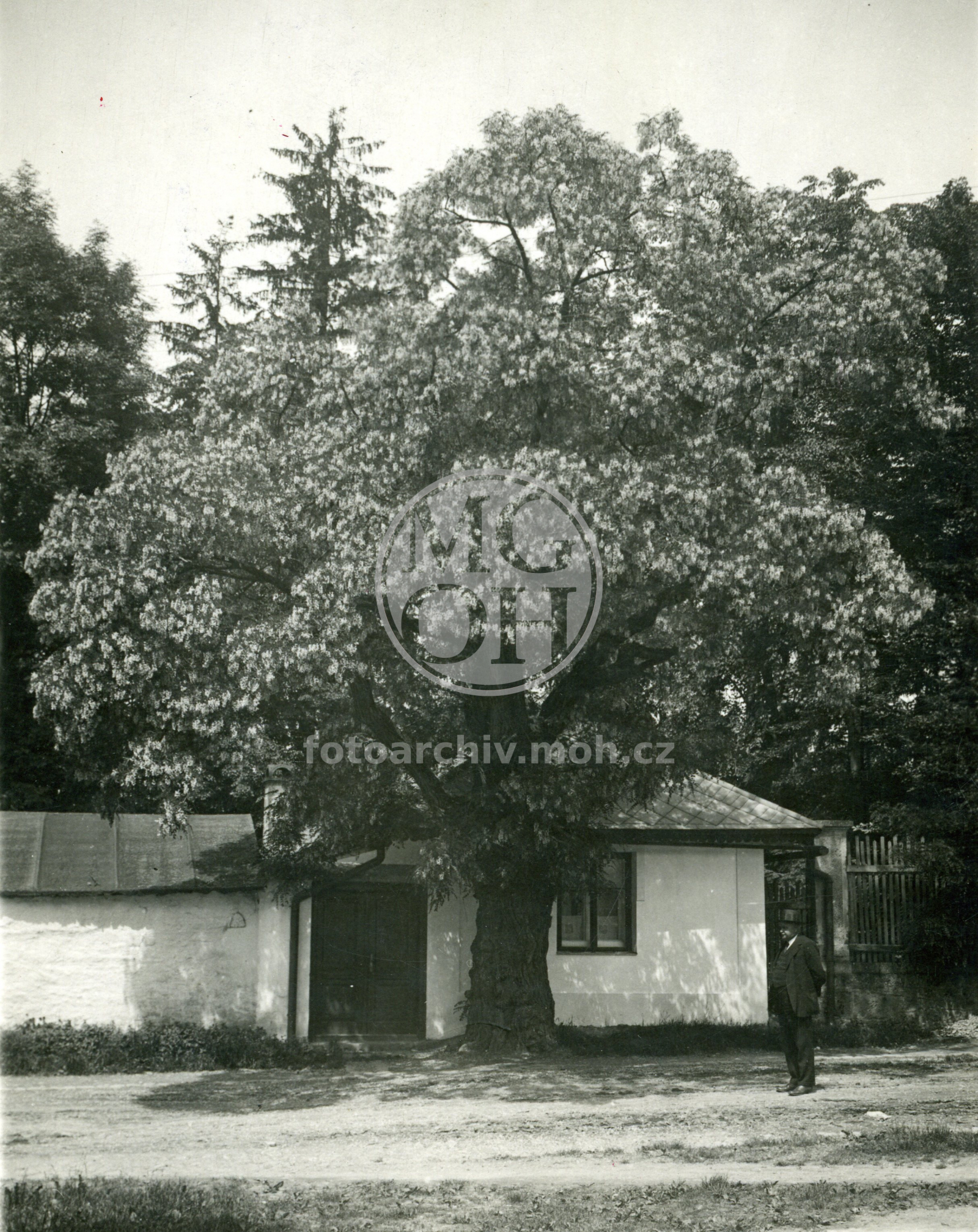 Fotografie - Staré lázně, strom