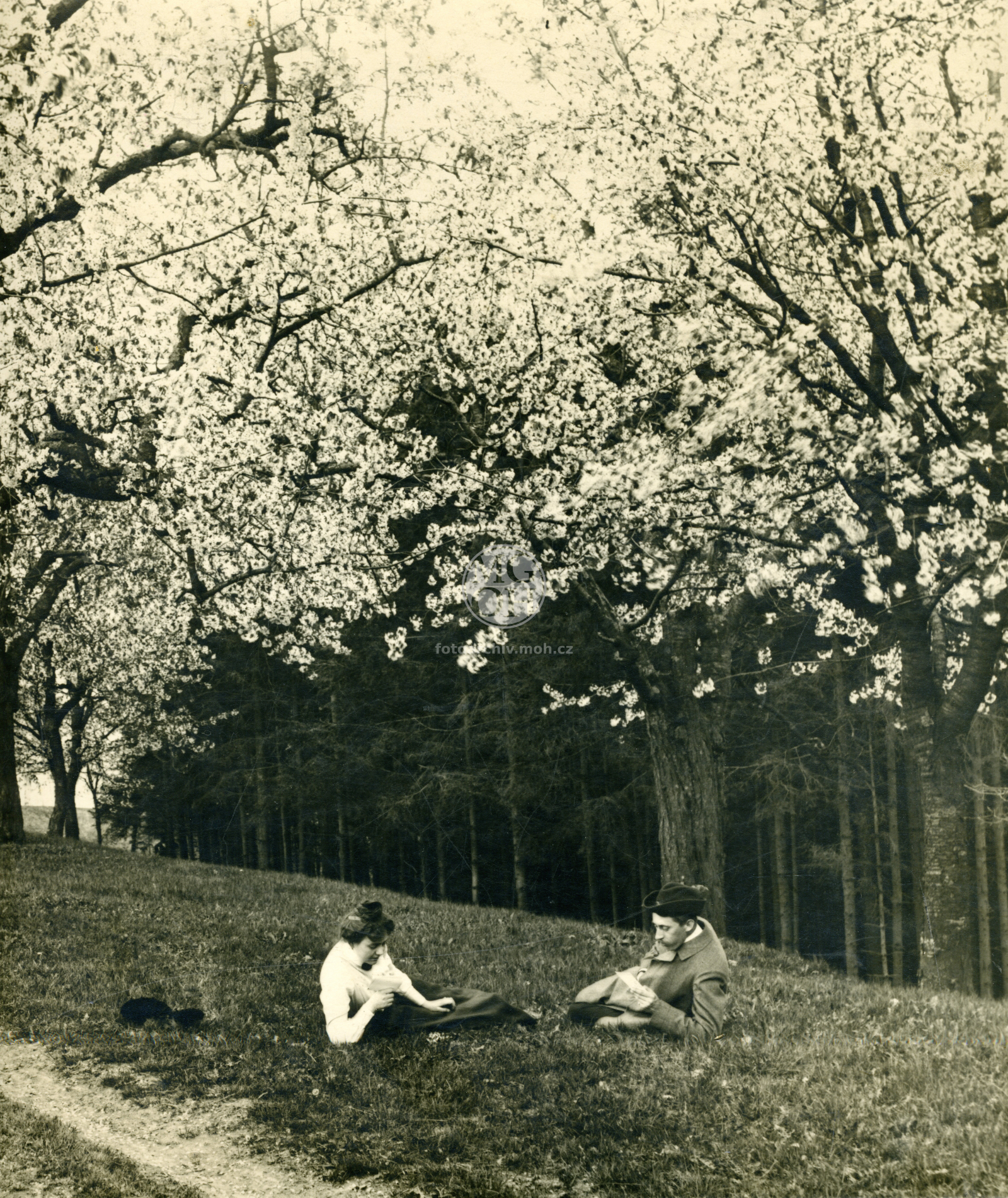 Fotografie - U Jedliny - les