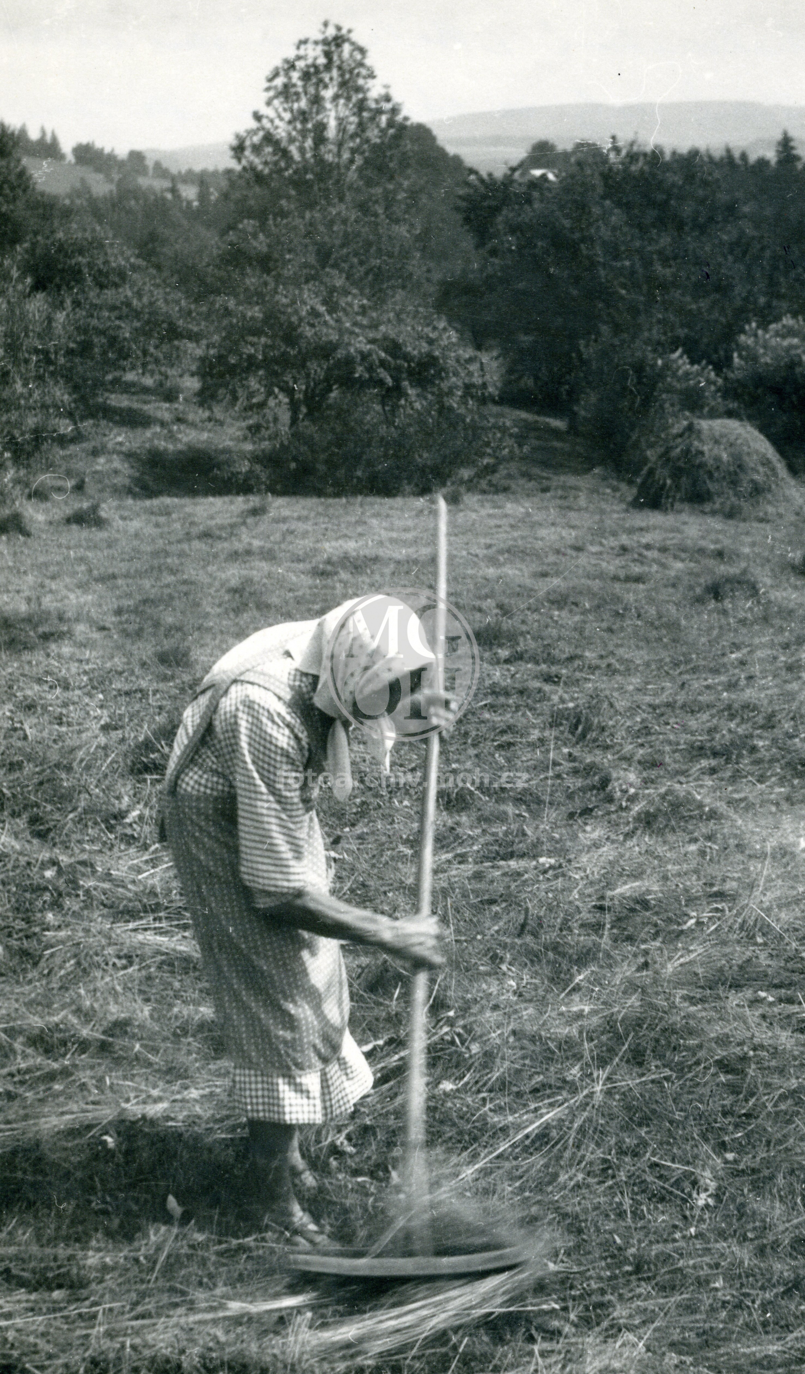 Fotografie - Chaloupková suší seno na Ochozi, všední šaty se zástěrou a šátkem
Osoba: Chaloupková