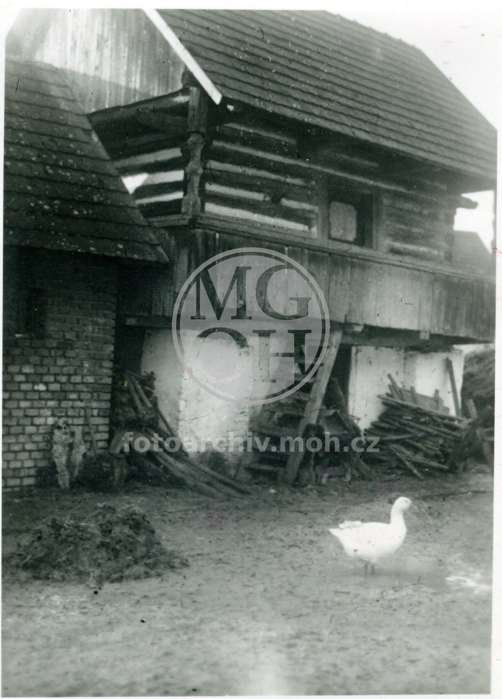 Fotografie - Sroubek Josefa  Červeného