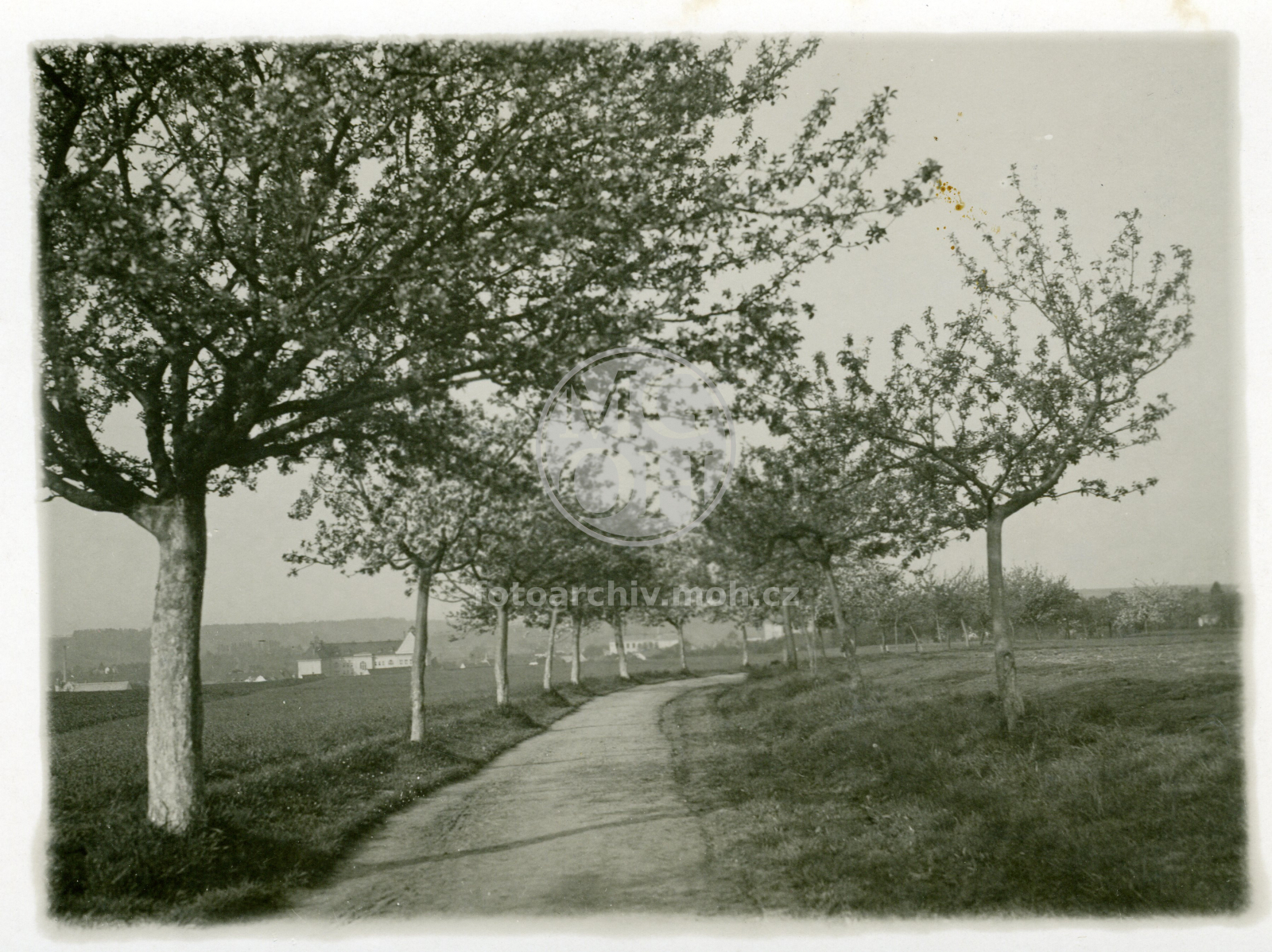 Fotografie - Jabloňová alej k Modřinkám