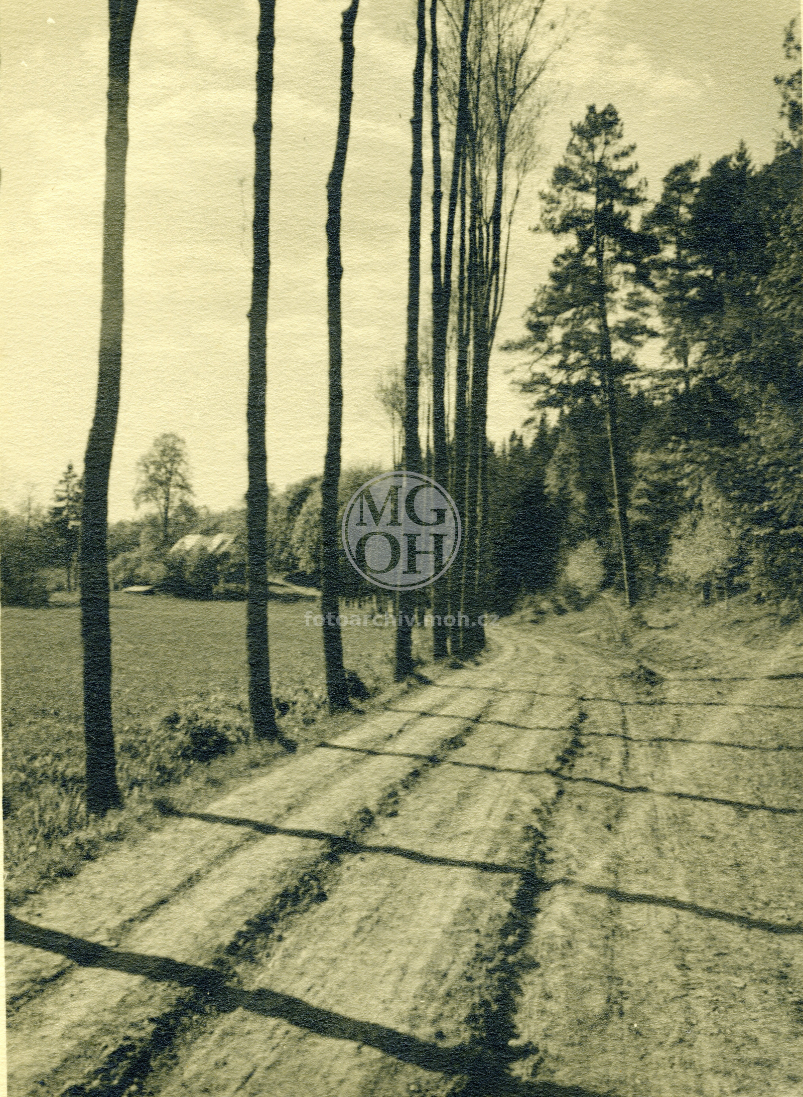 Fotografie - Cesta do lesa Včelný