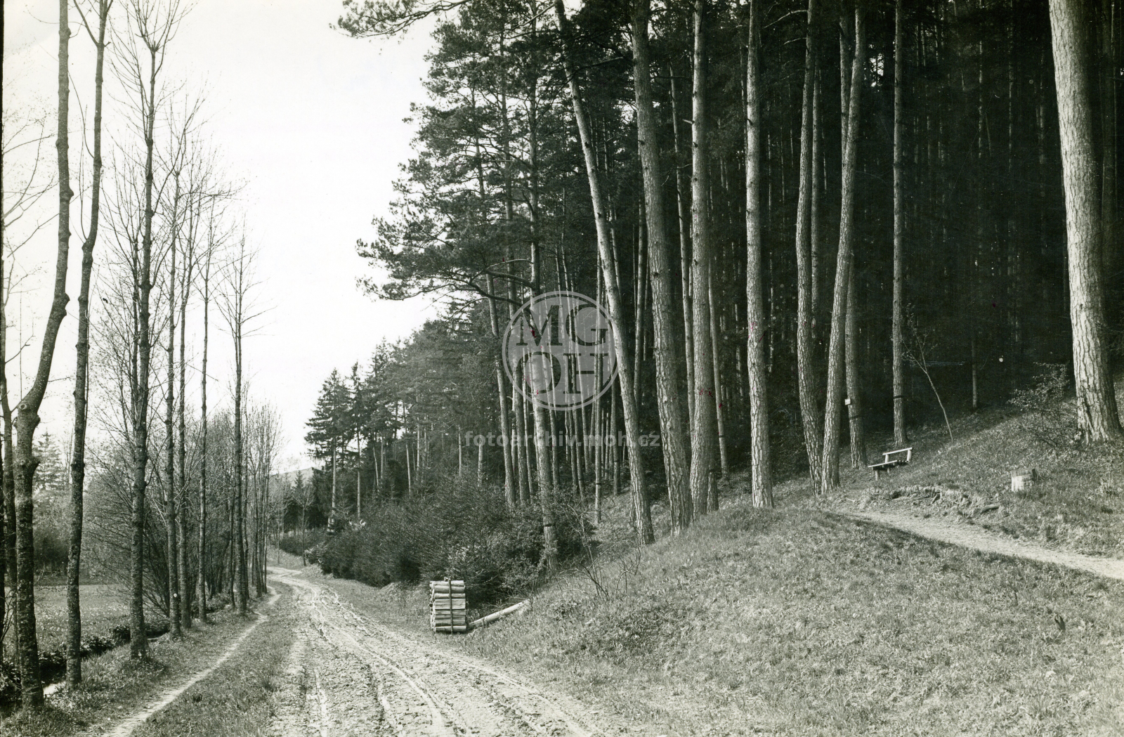 Fotografie - Les Včelný