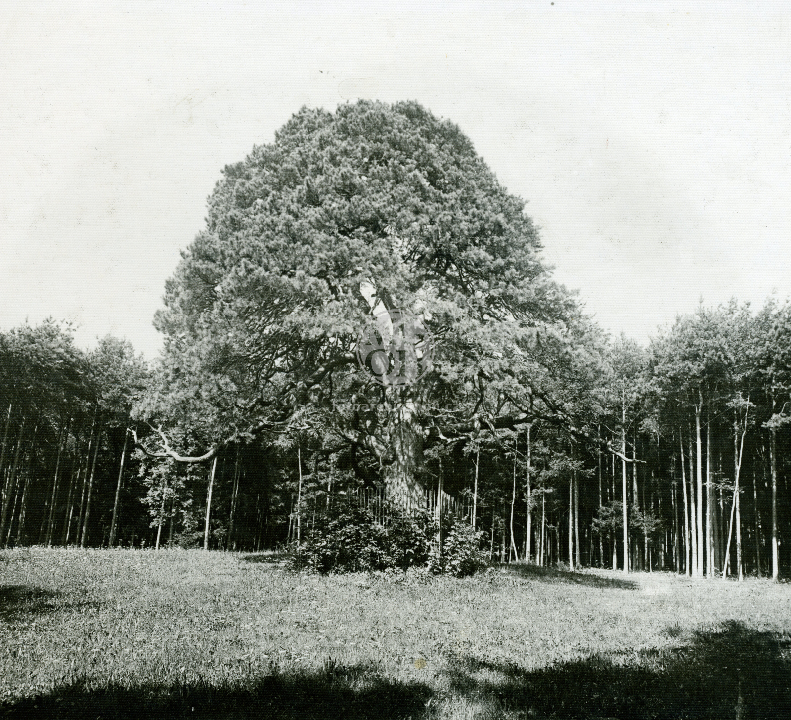 Fotografie - Borovice Českých  bratří u Slemena