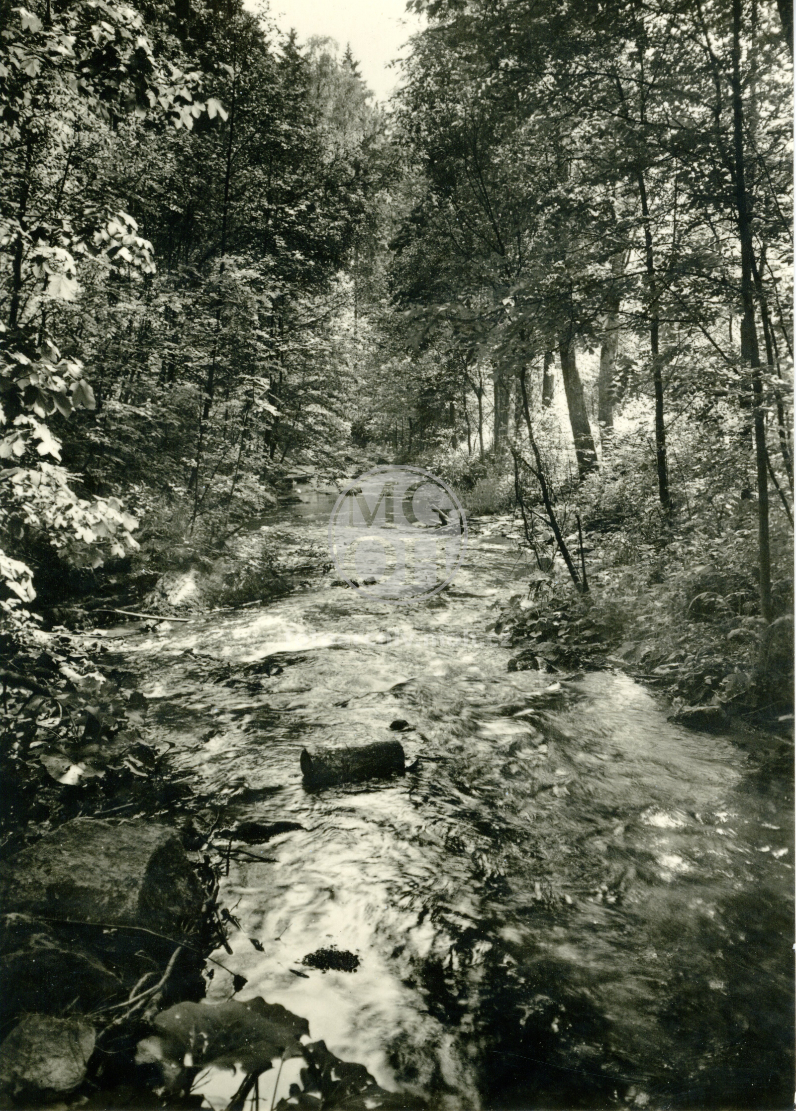 Fotografie - Studánka, Ivanské jezero, les Včelný