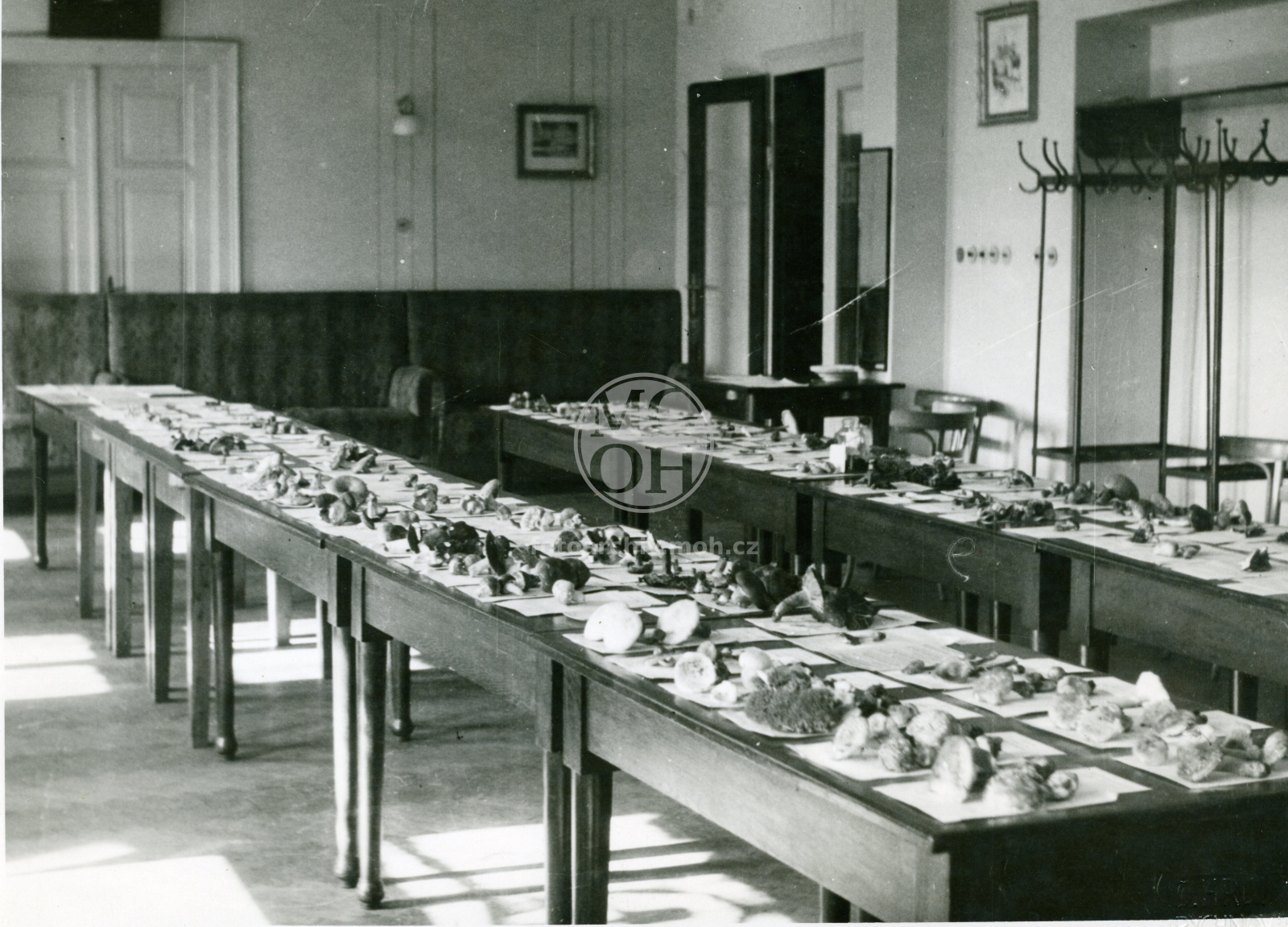 Fotografie - Výstava hub v hotelu Havel