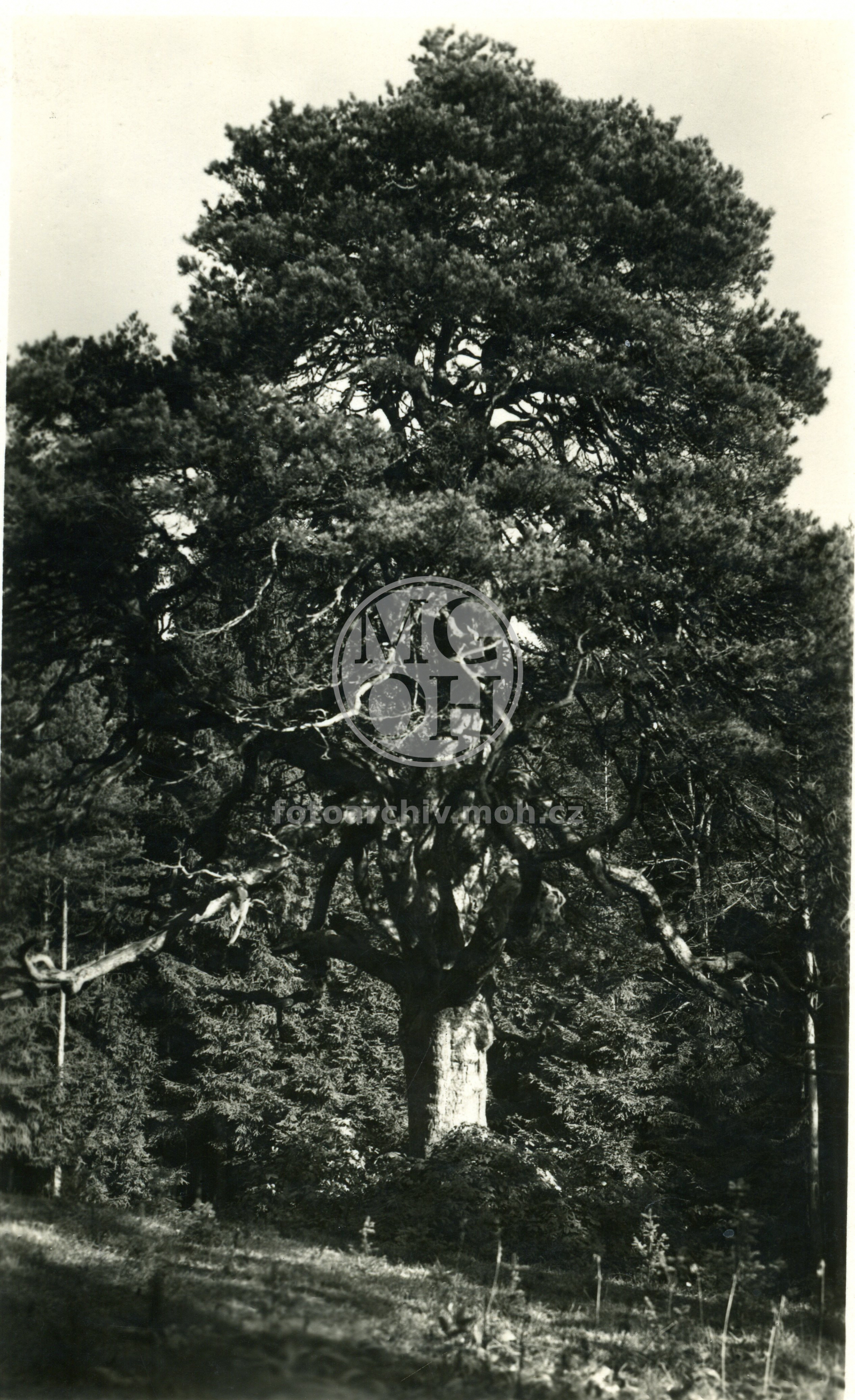 Fotografie - Památné stromy - bratrská borovice u RK, Erbenka u Kost., lípa na Rovni, babyka v M. Habrové, lípa před Kost. k Doudl.