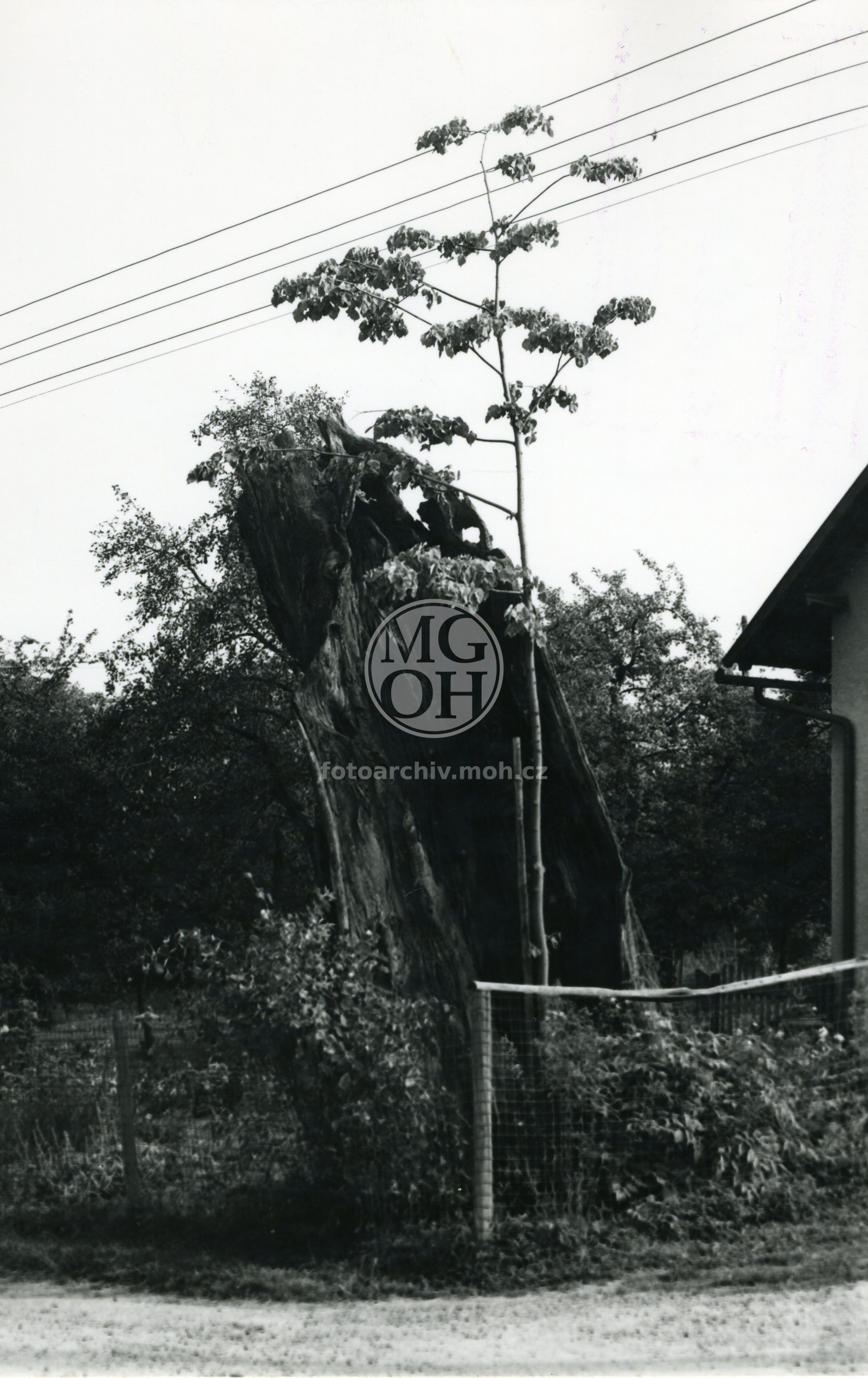 Fotografie - Krskova lípa