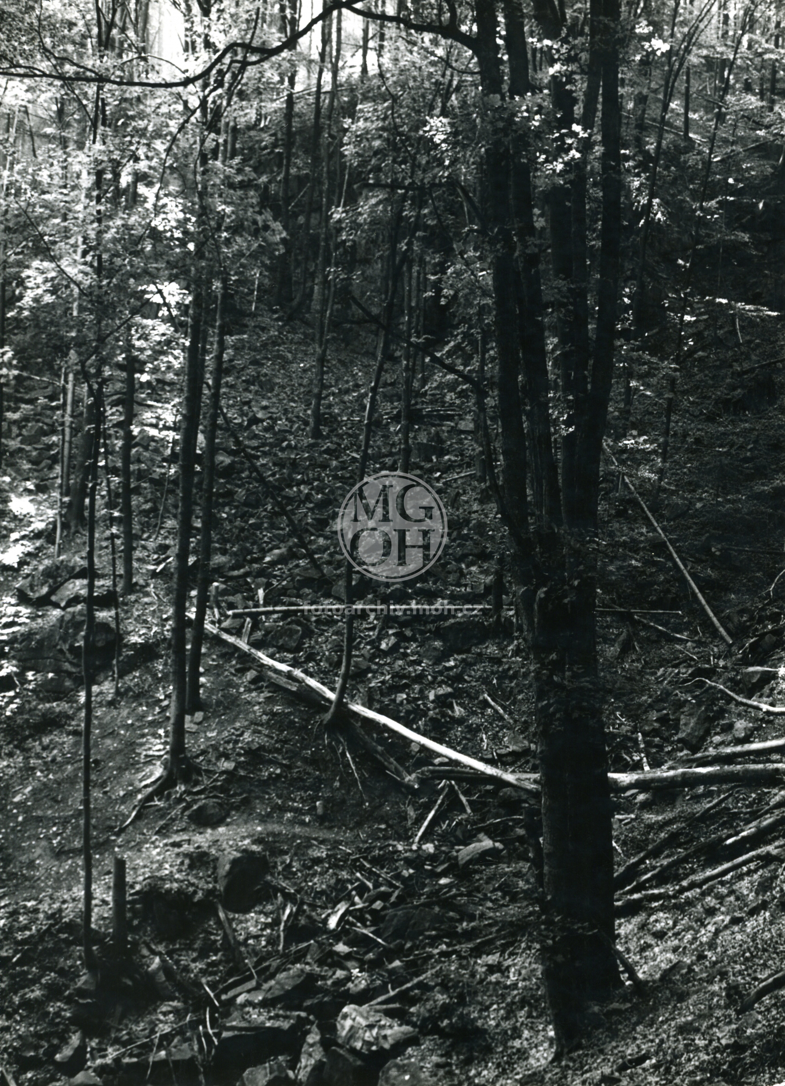 Fotografie - Rezervace Modlivý důl