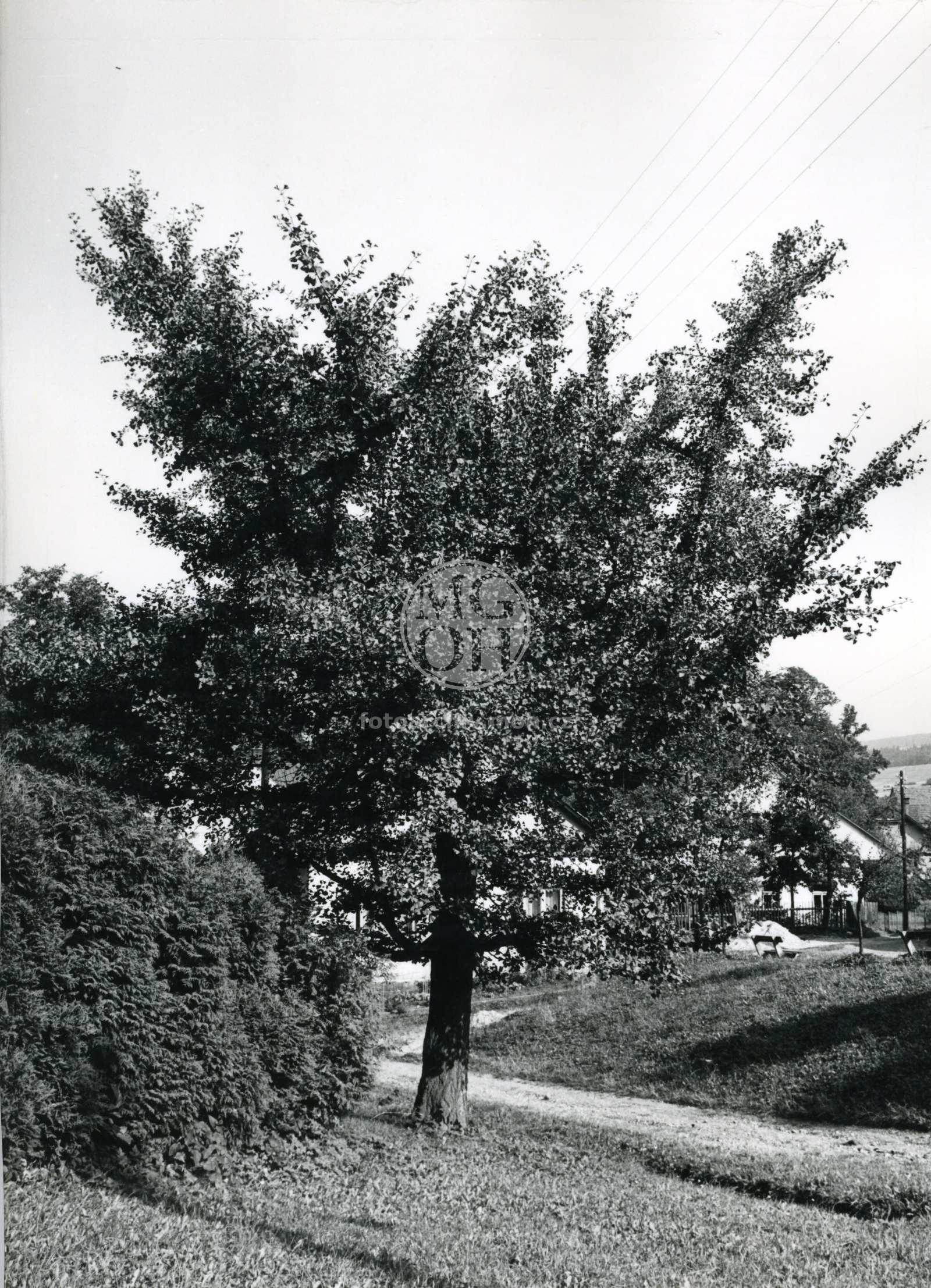 Fotografie - Ginkgo biloba- strom a detaily listůl