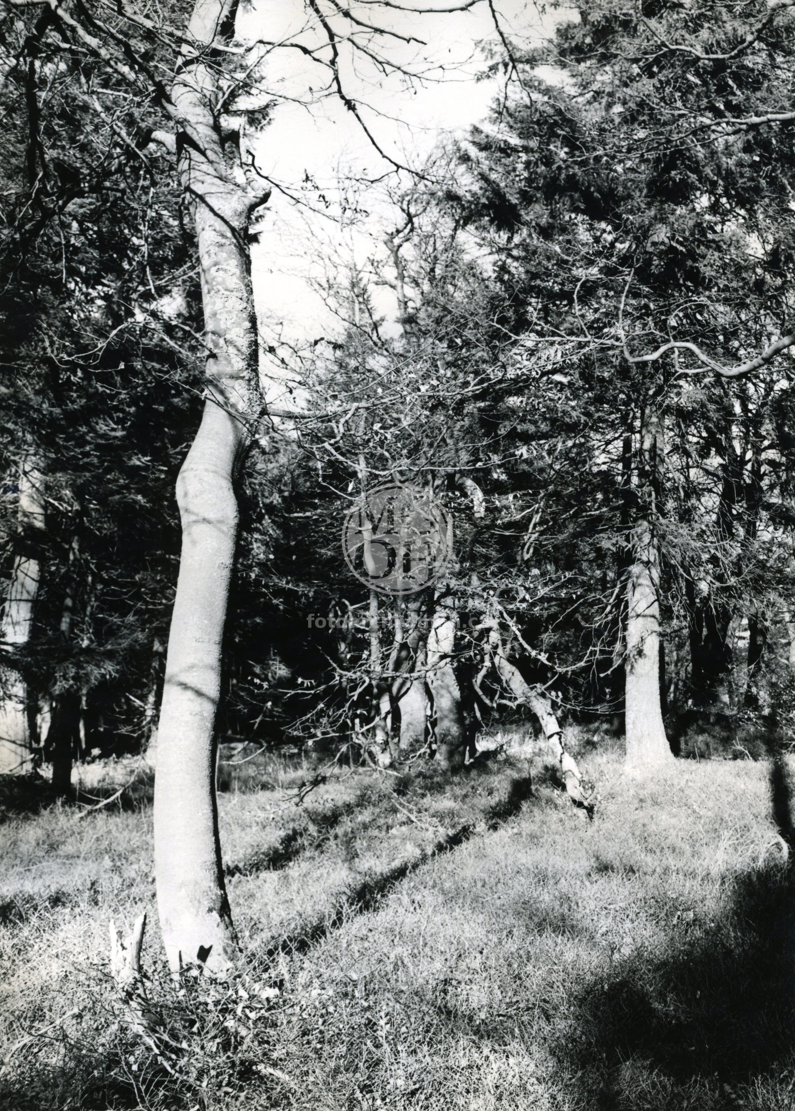 Fotografie - Rezervace  Bukačka