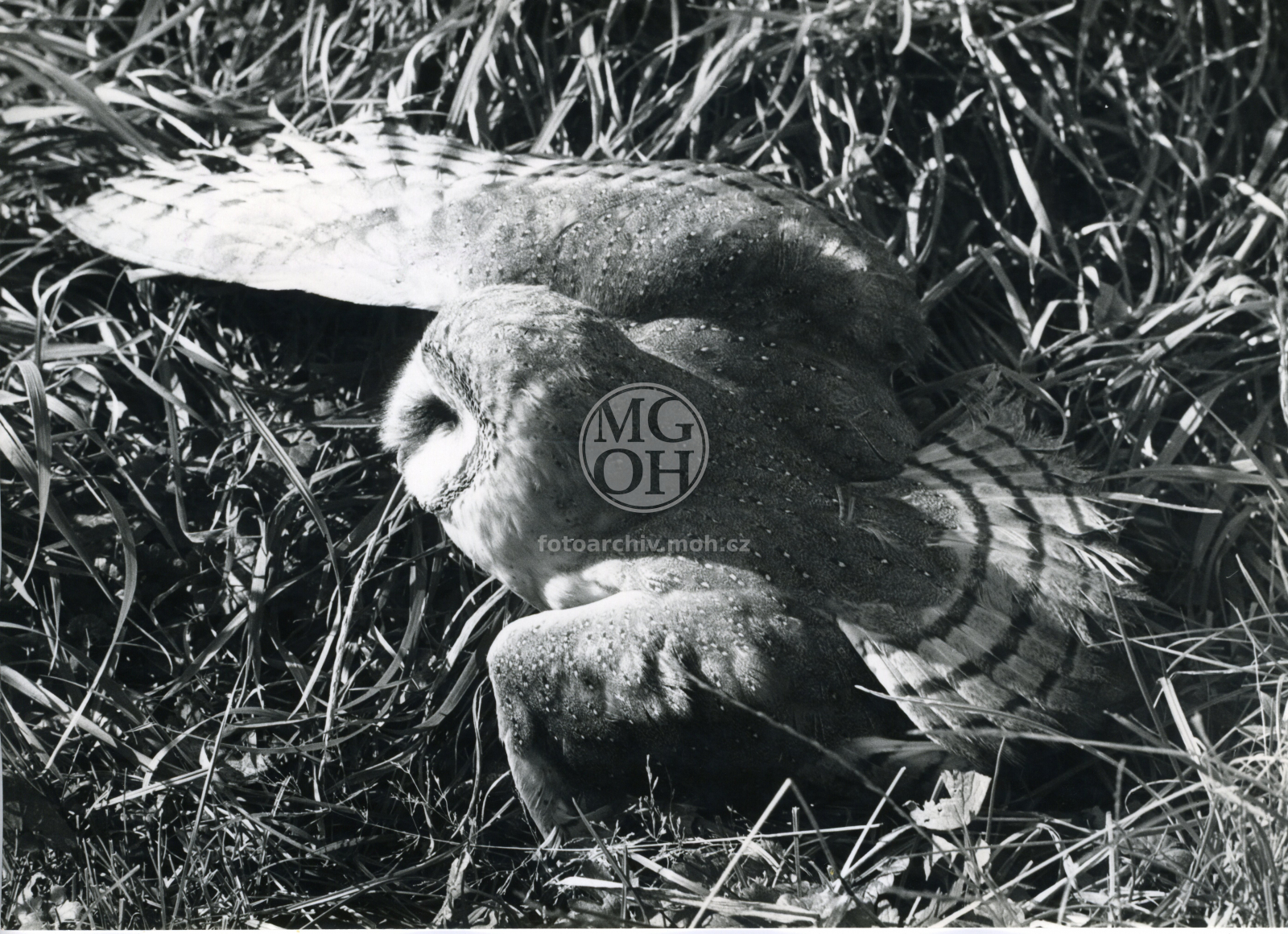 Fotografie - Poraněná sova pálená