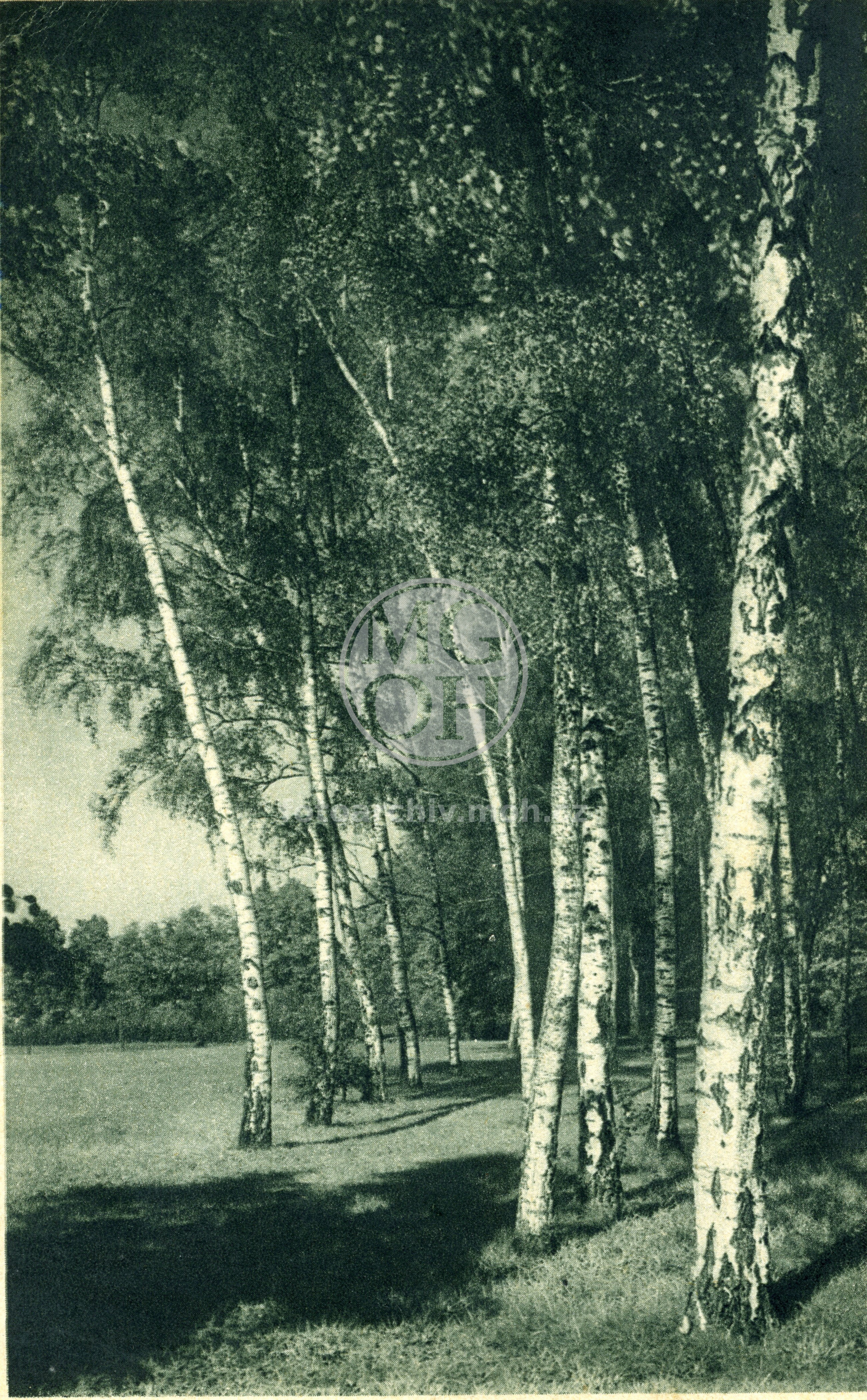 Fotografie - Partie z parku