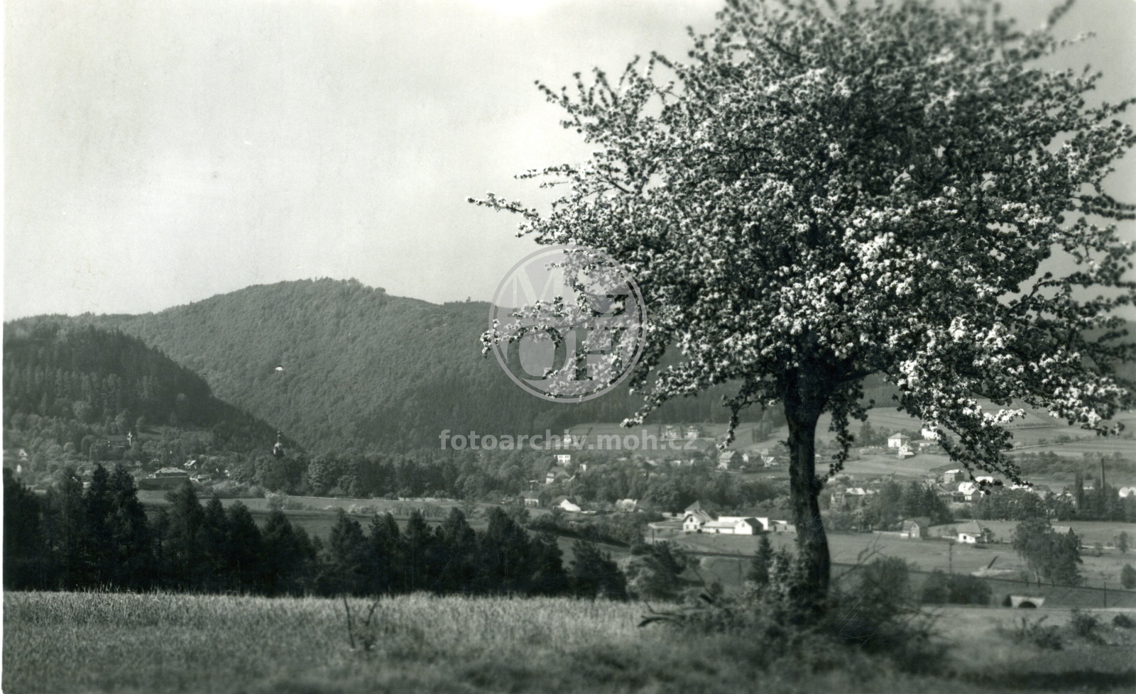 Fotografie - Pohled od Kněžkova dolu