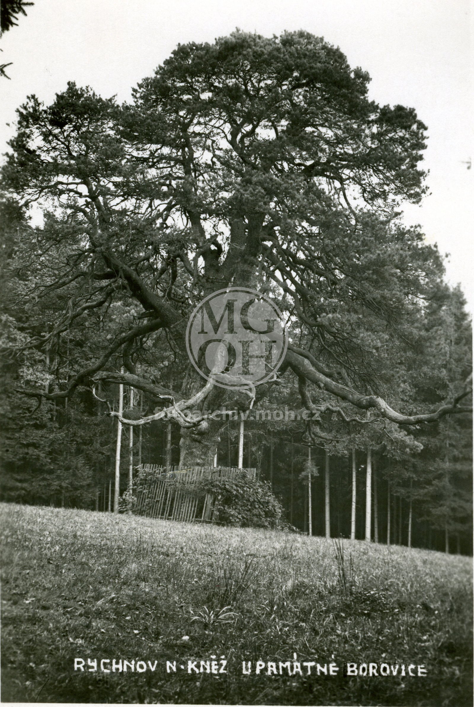 Fotografie - Památná borovice (Bratrská borovice)