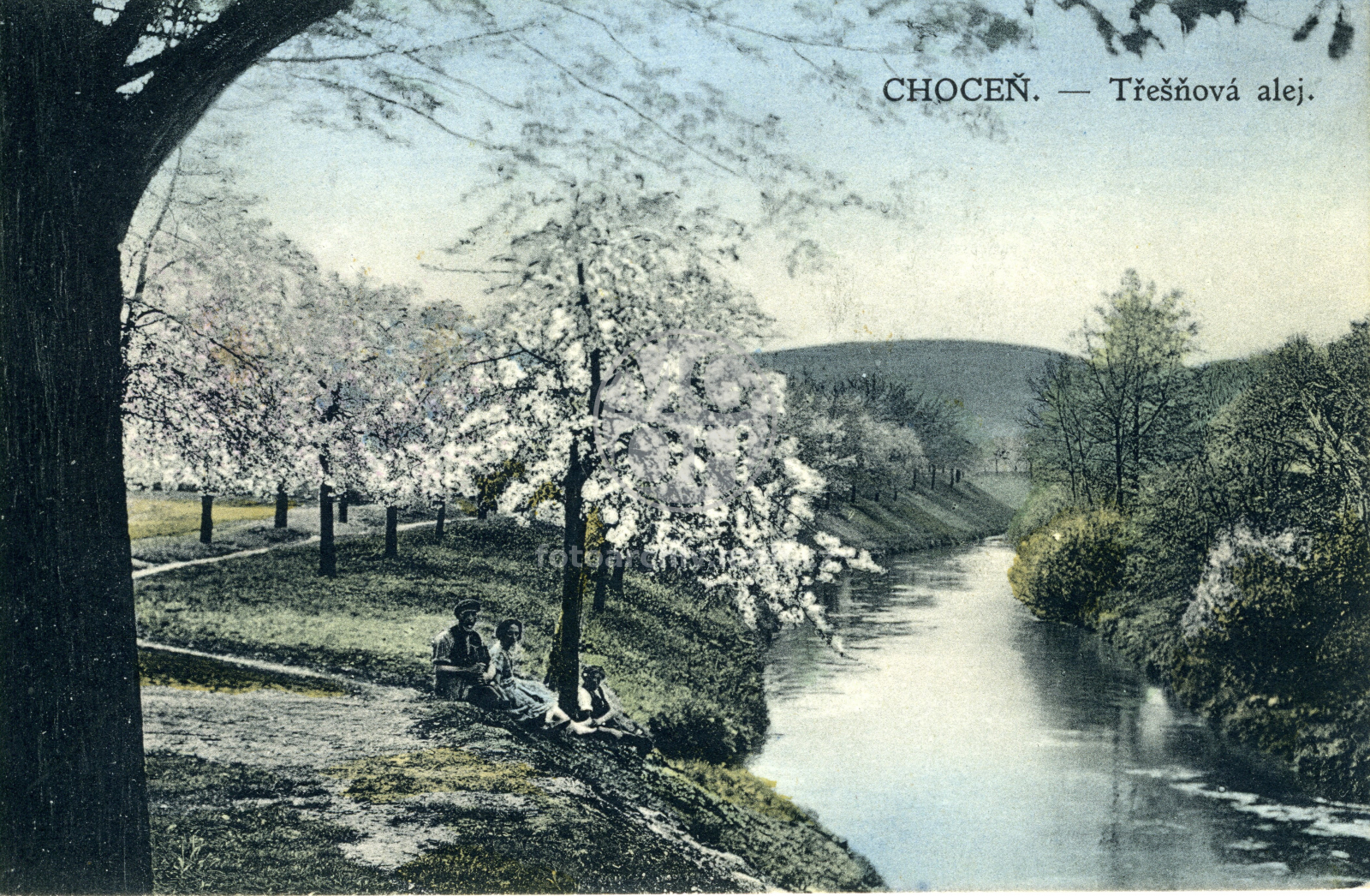 Fotografie - Třešňová alej