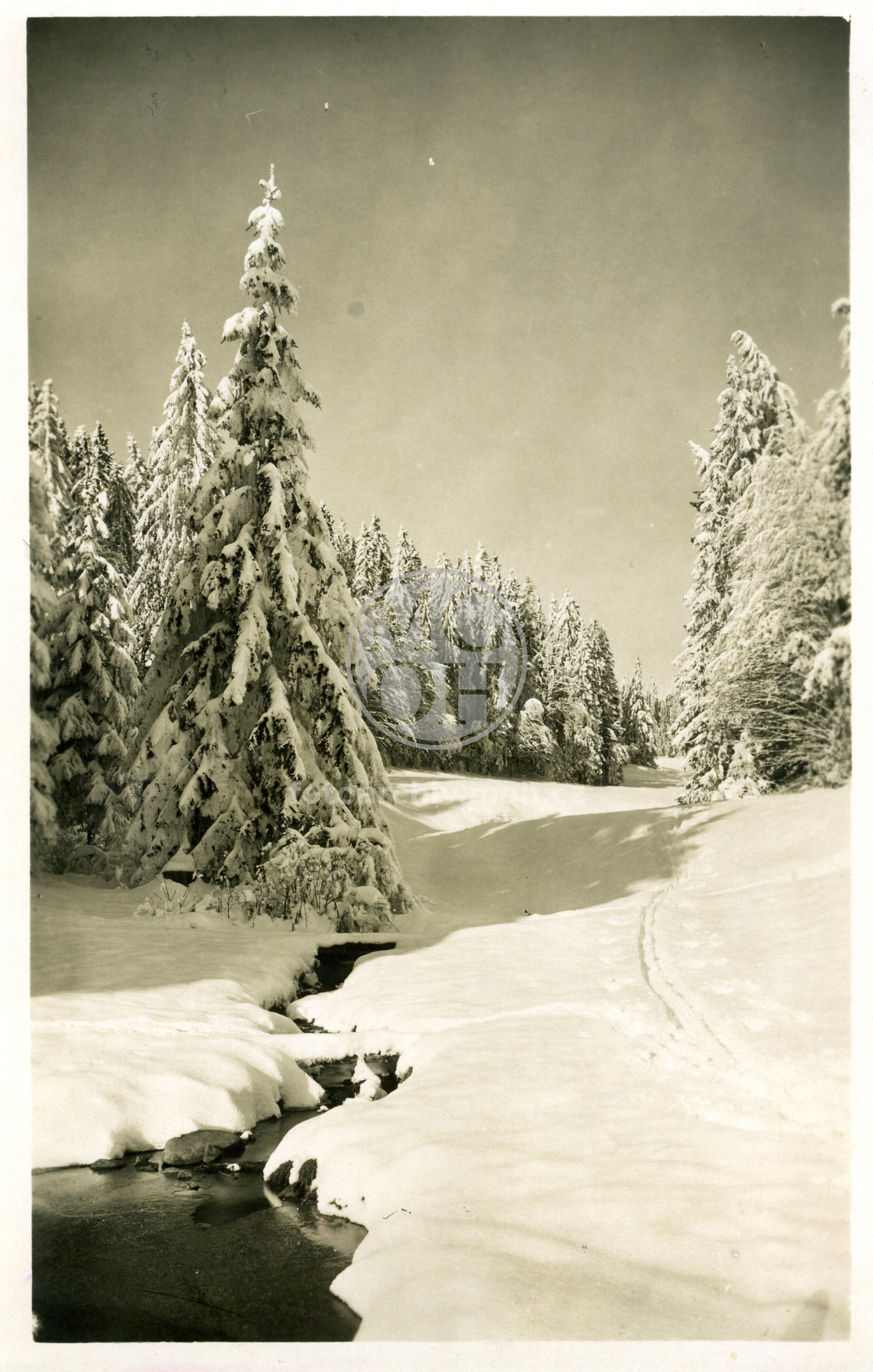 Fotografie - Zimní pohled (zasněžený les a potůček)