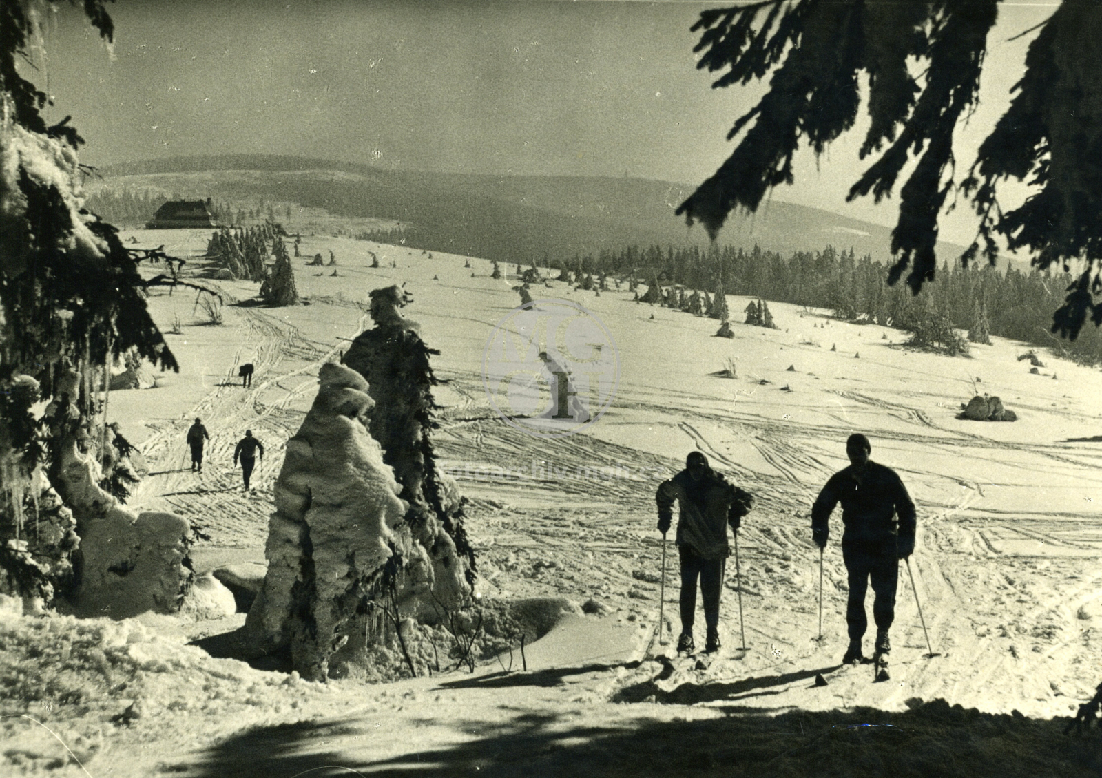 Fotografie - Zima v Orlických horách Na snímku  hřebenové partie od Malé a Velké Deštné kolem chaty na Šerlichu  k Vrchmezí
