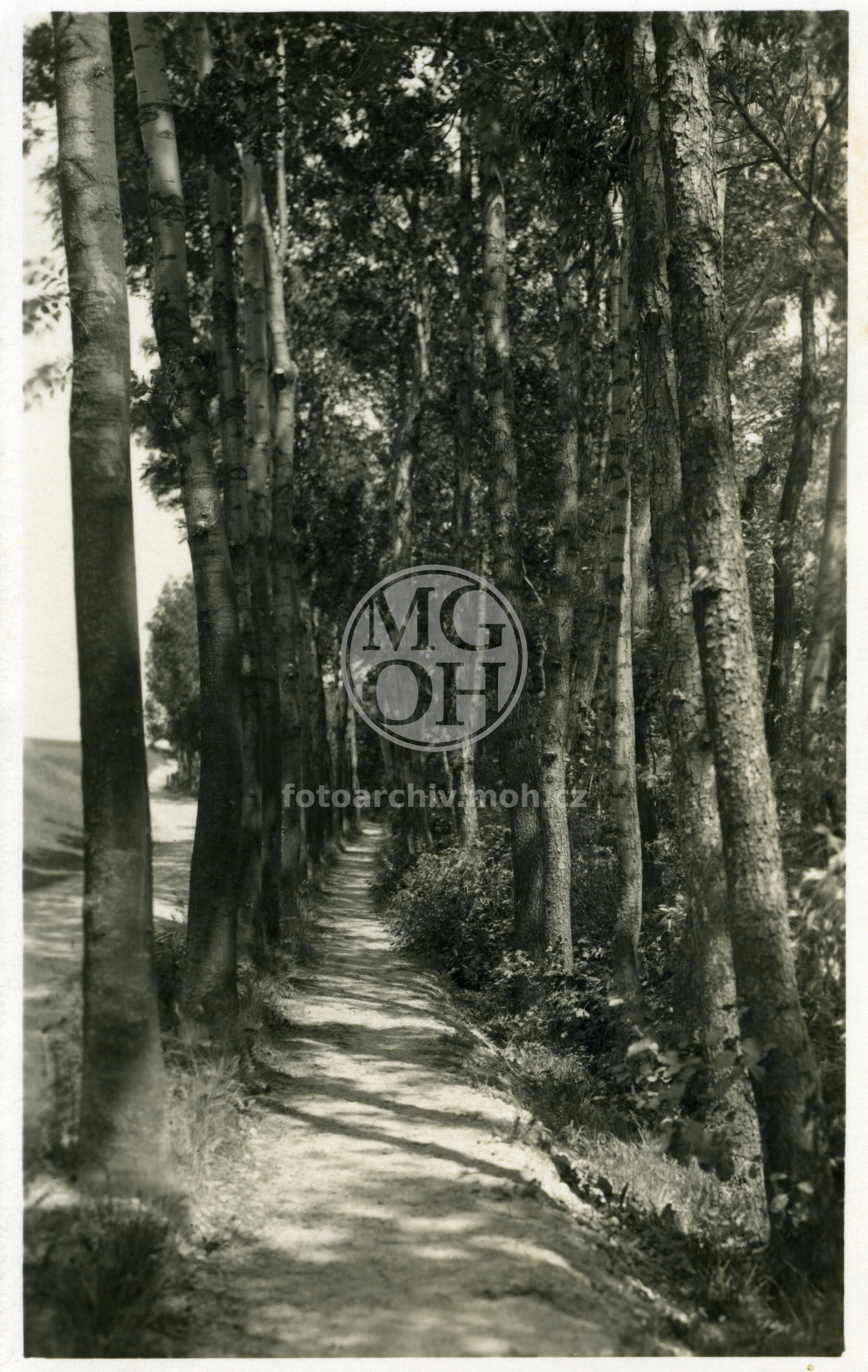 Fotografie - Partie v Šárce