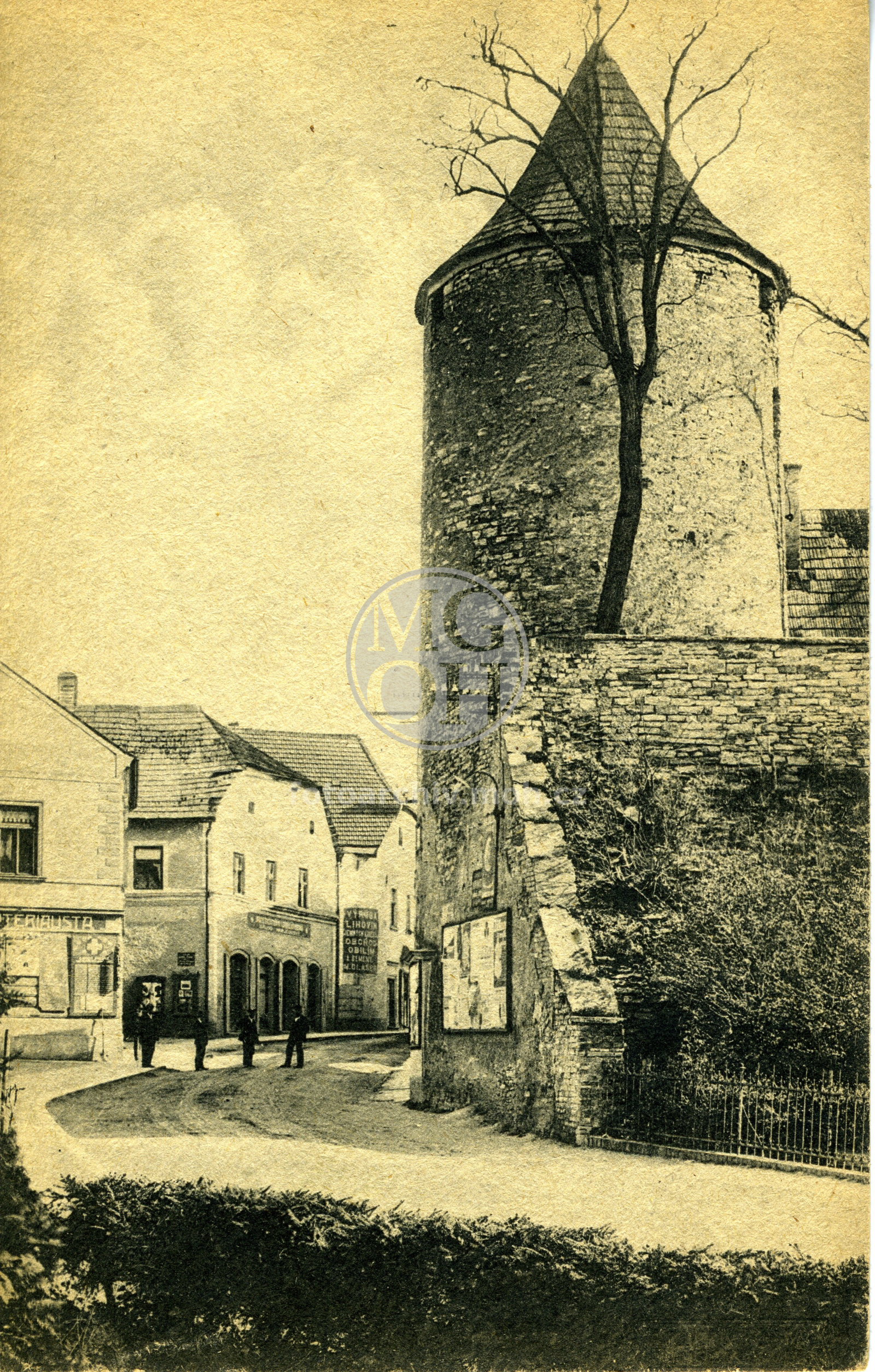 Fotografie - Zázvorka