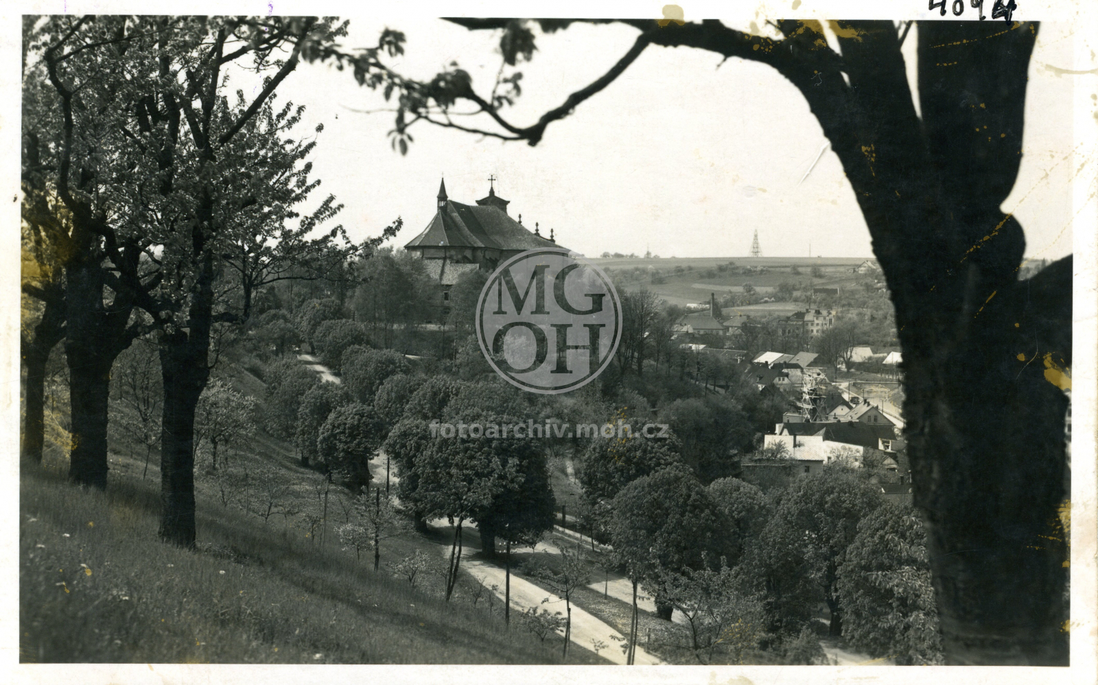 Fotografie - Kaštany (staré)