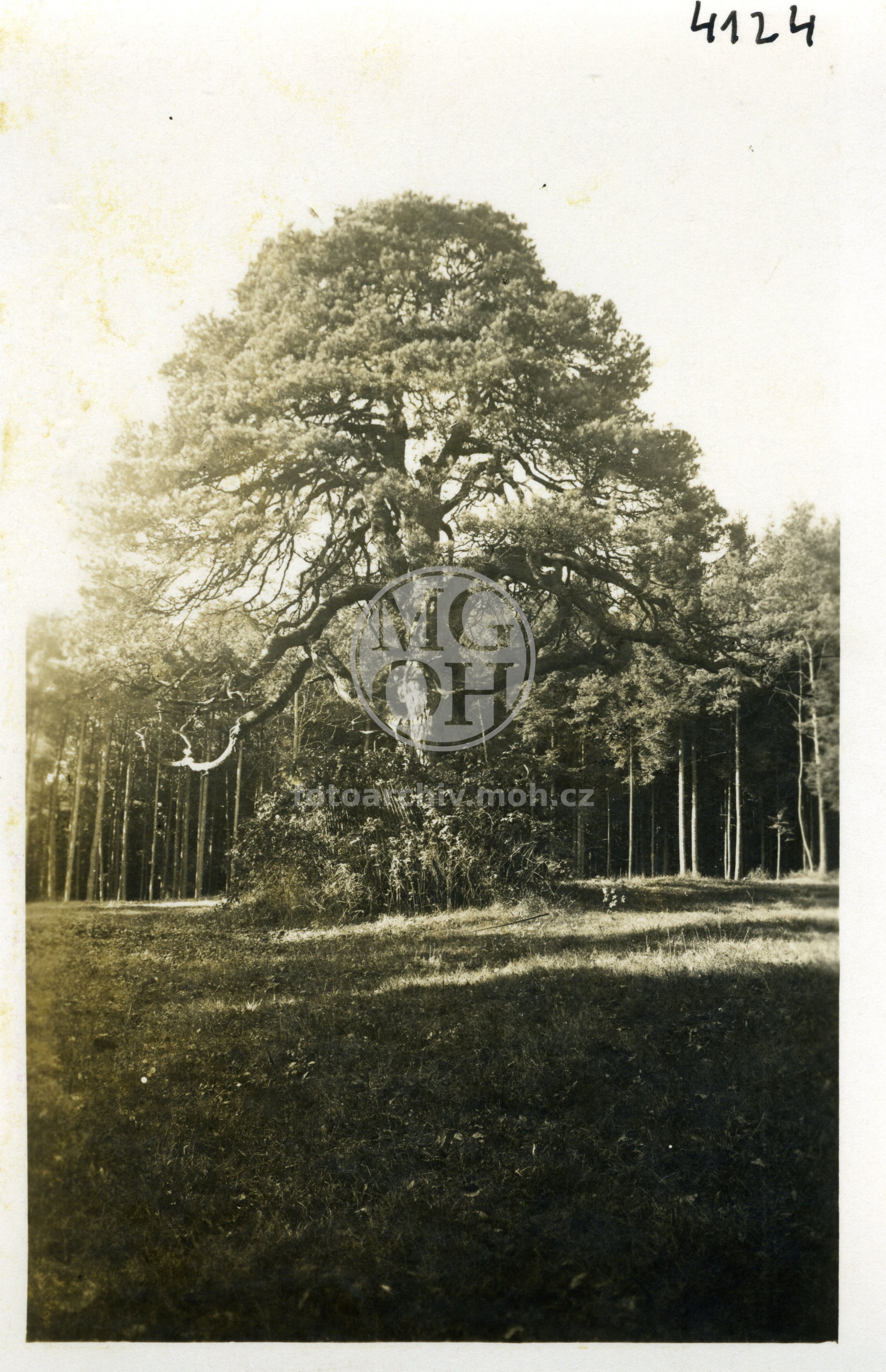 Fotografie - Pamětní borovice