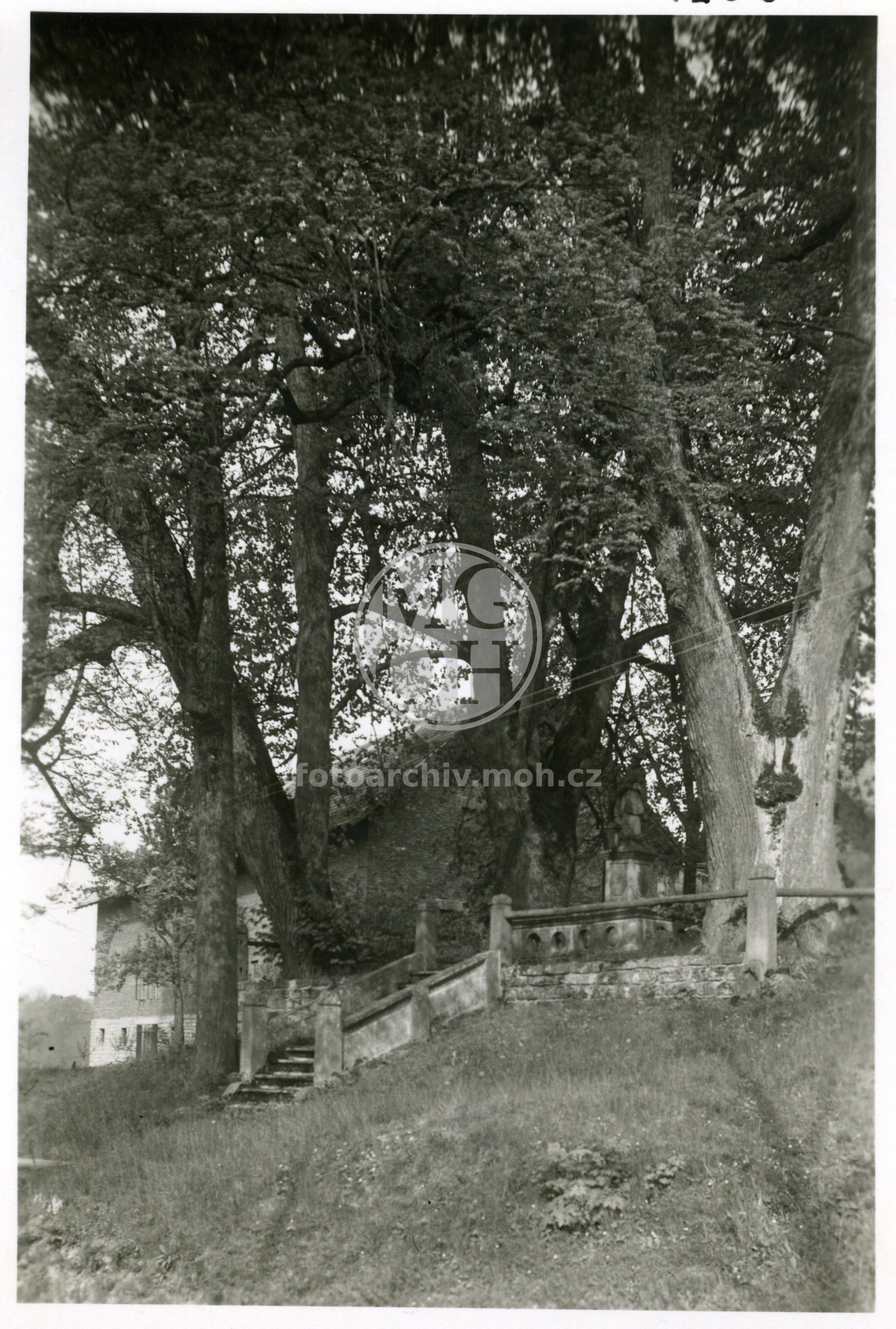 Fotografie - Skupina stromů, schodiště se sv. J. Nepomuckým