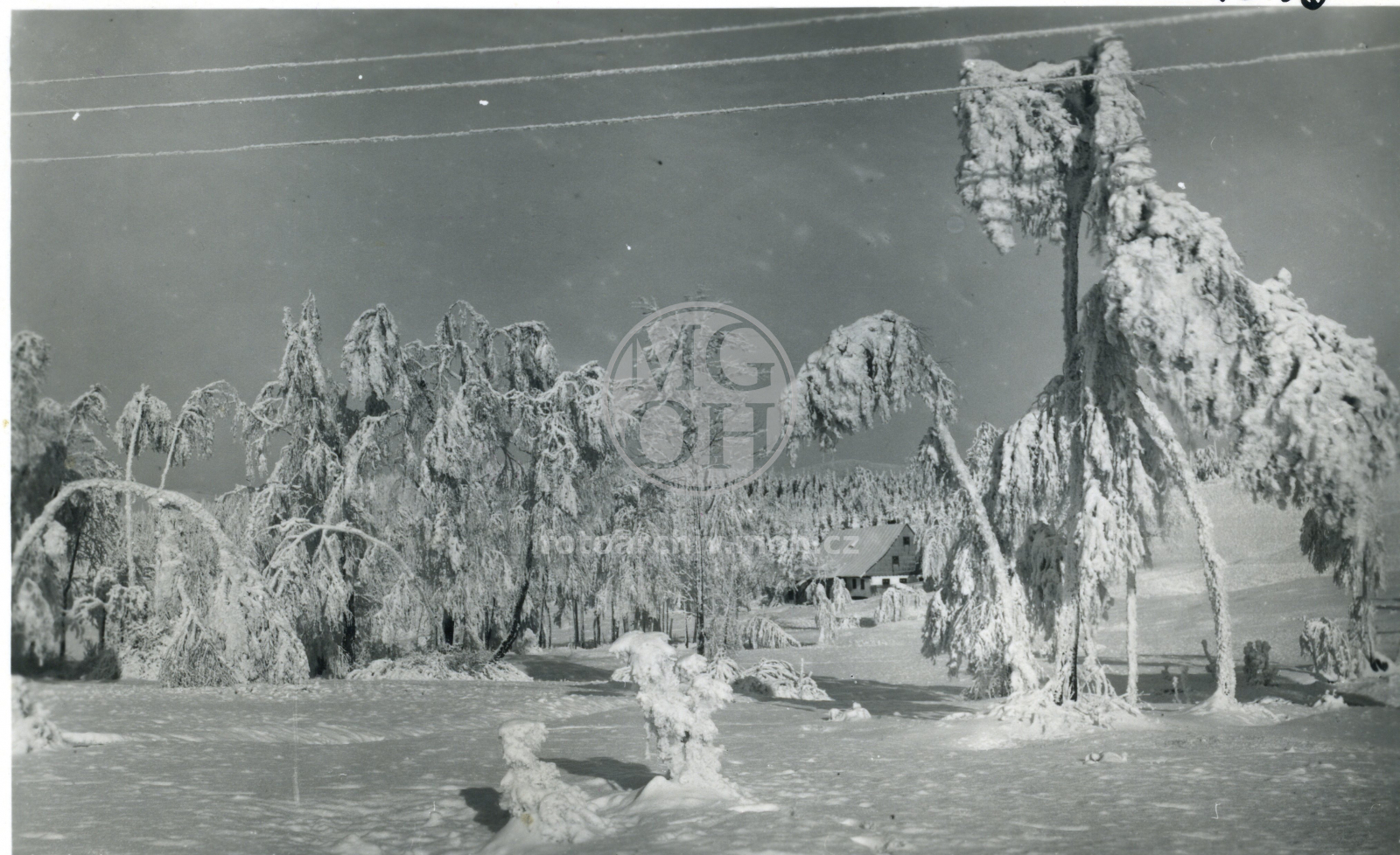 Fotografie - Samota v zimě