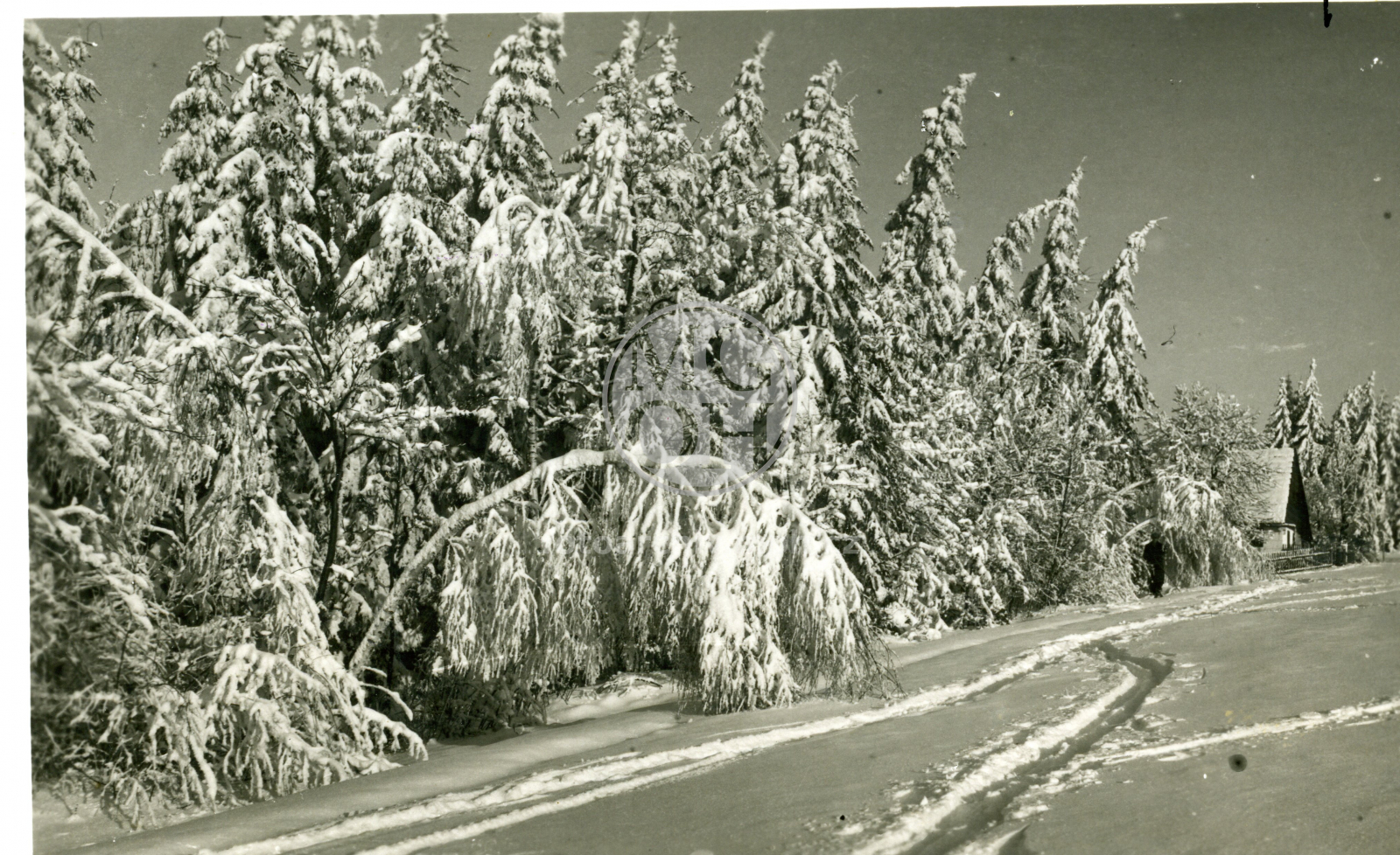 Fotografie - Samota v zimě