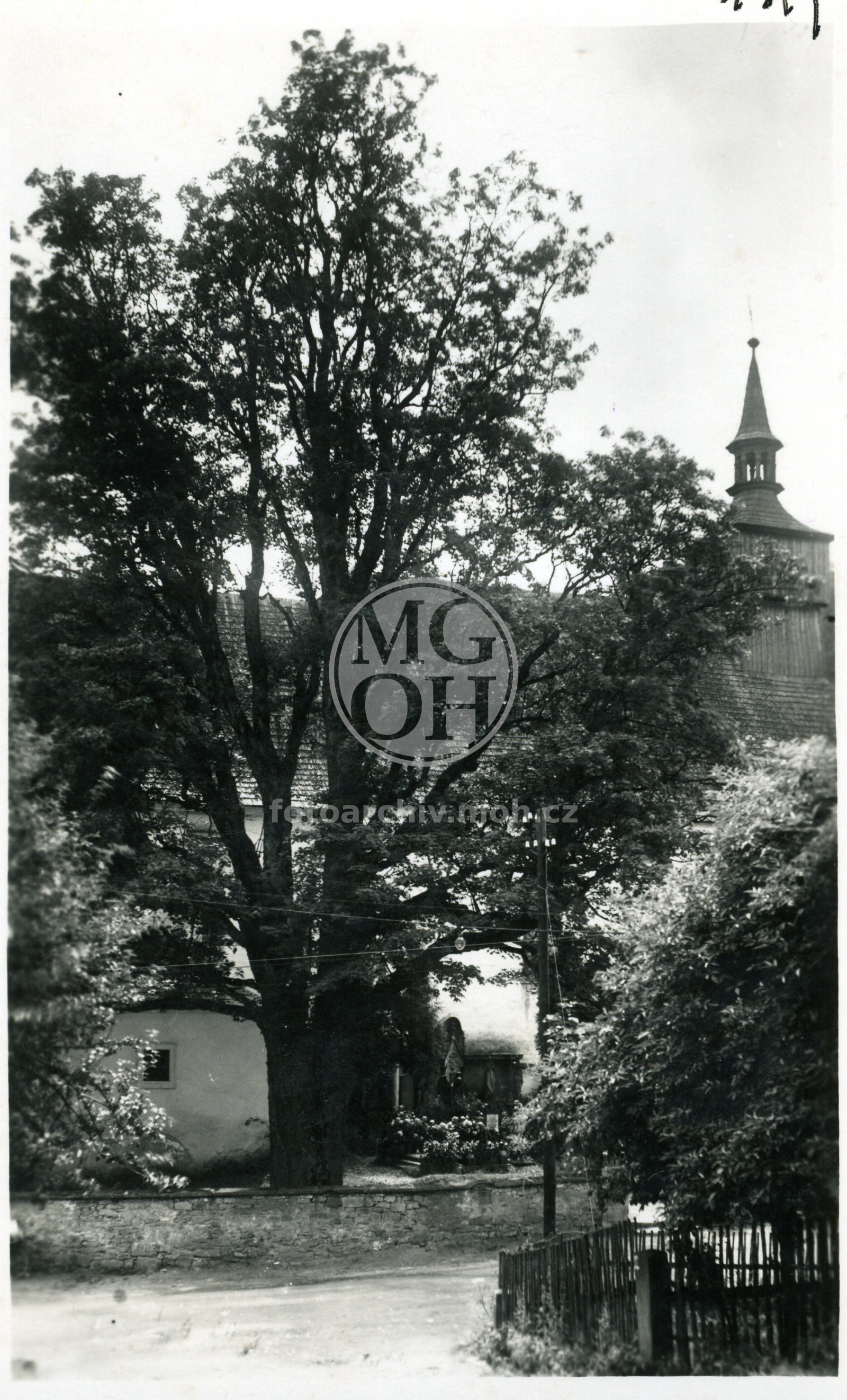 Fotografie - Památný javor u kostela