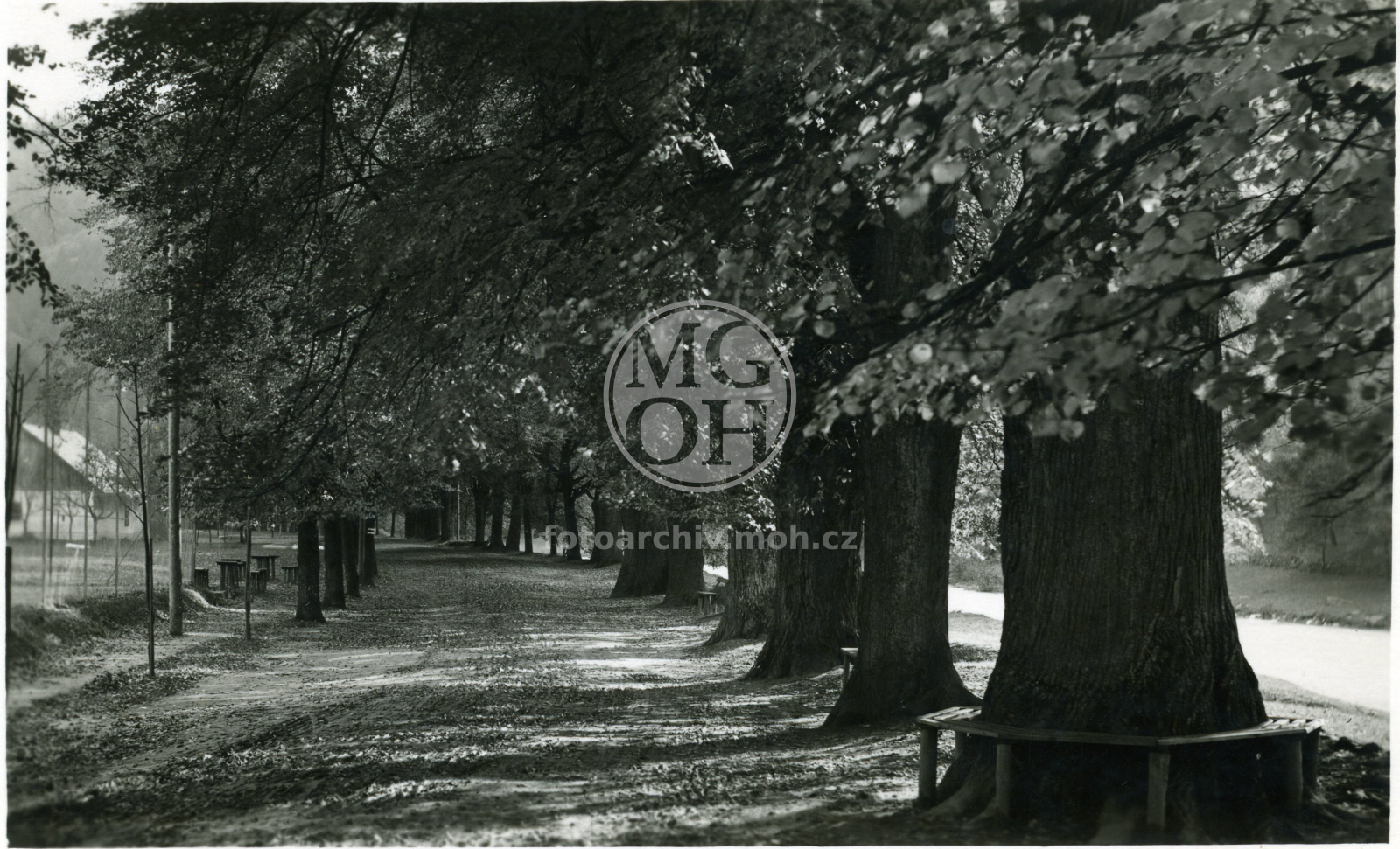 Fotografie - Lipová alej