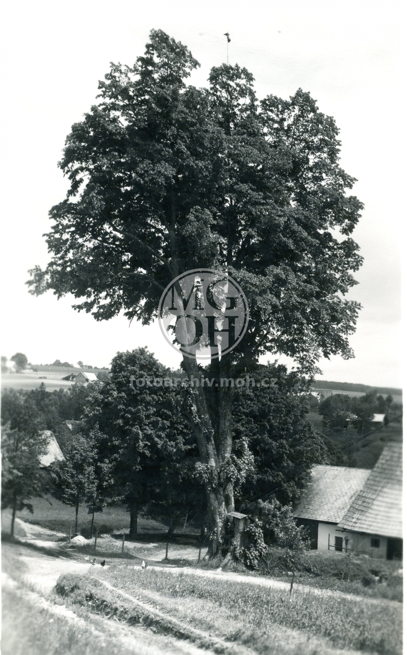 Fotografie - Bratrská lípa