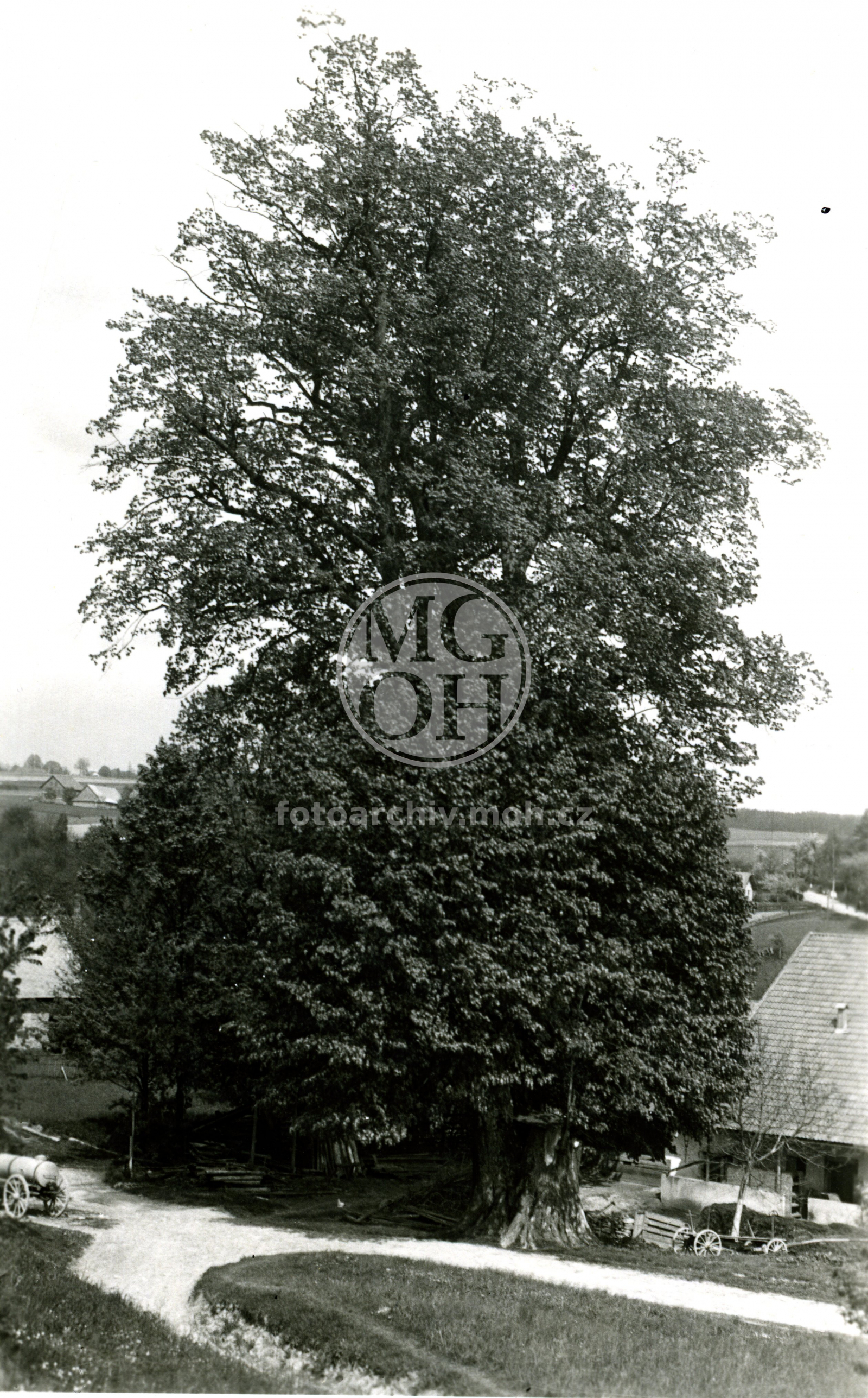 Fotografie - Bratrská lípa