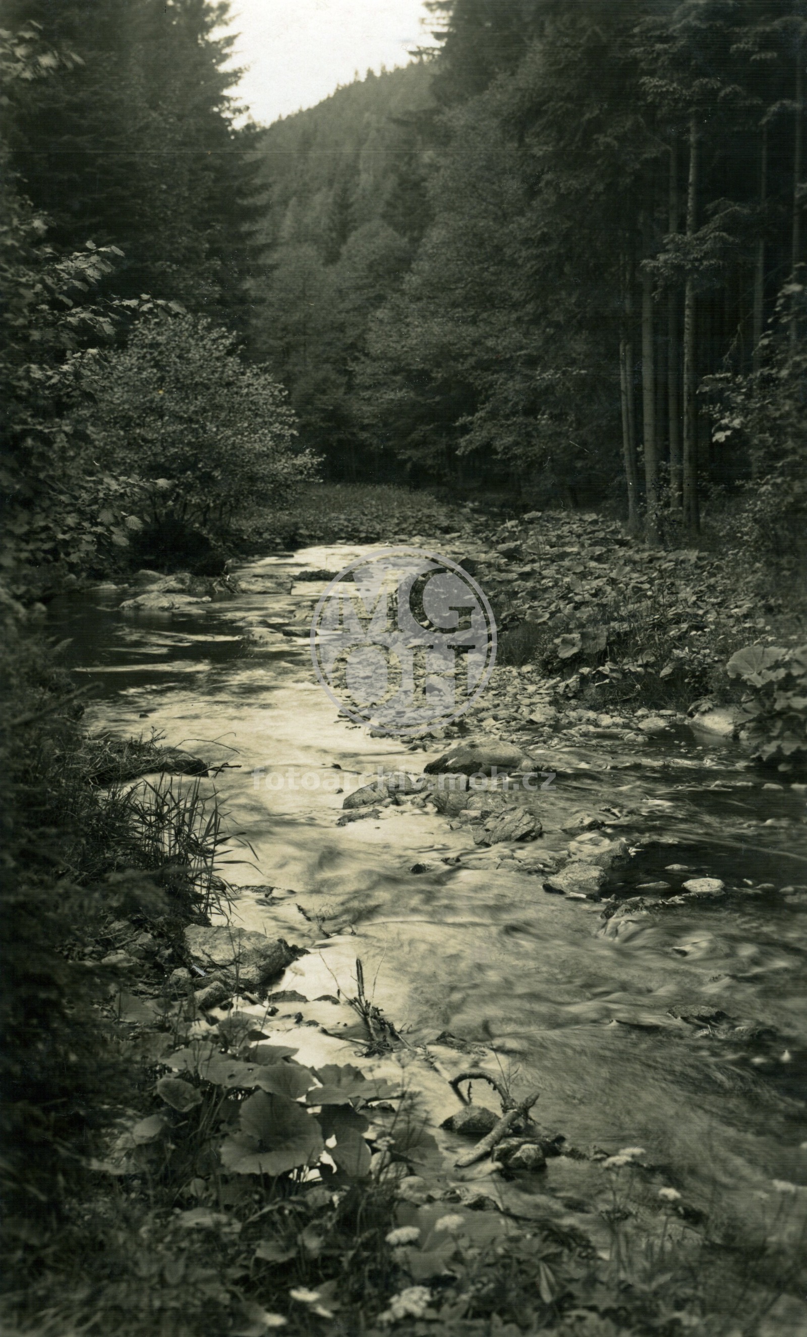 Fotografie - Partie z okolí