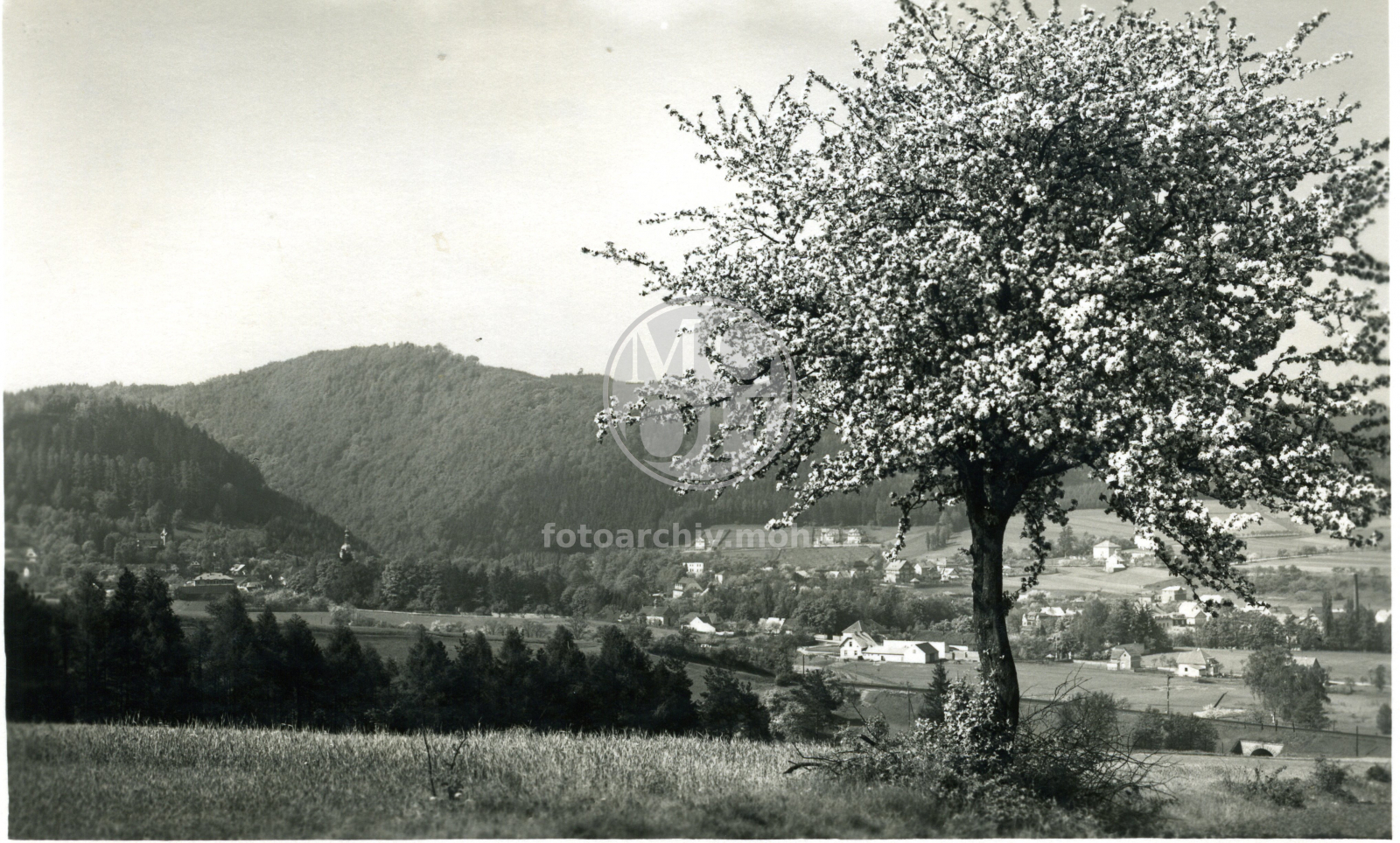 Fotografie - Celkový  pohled od Kněžkova dolu
