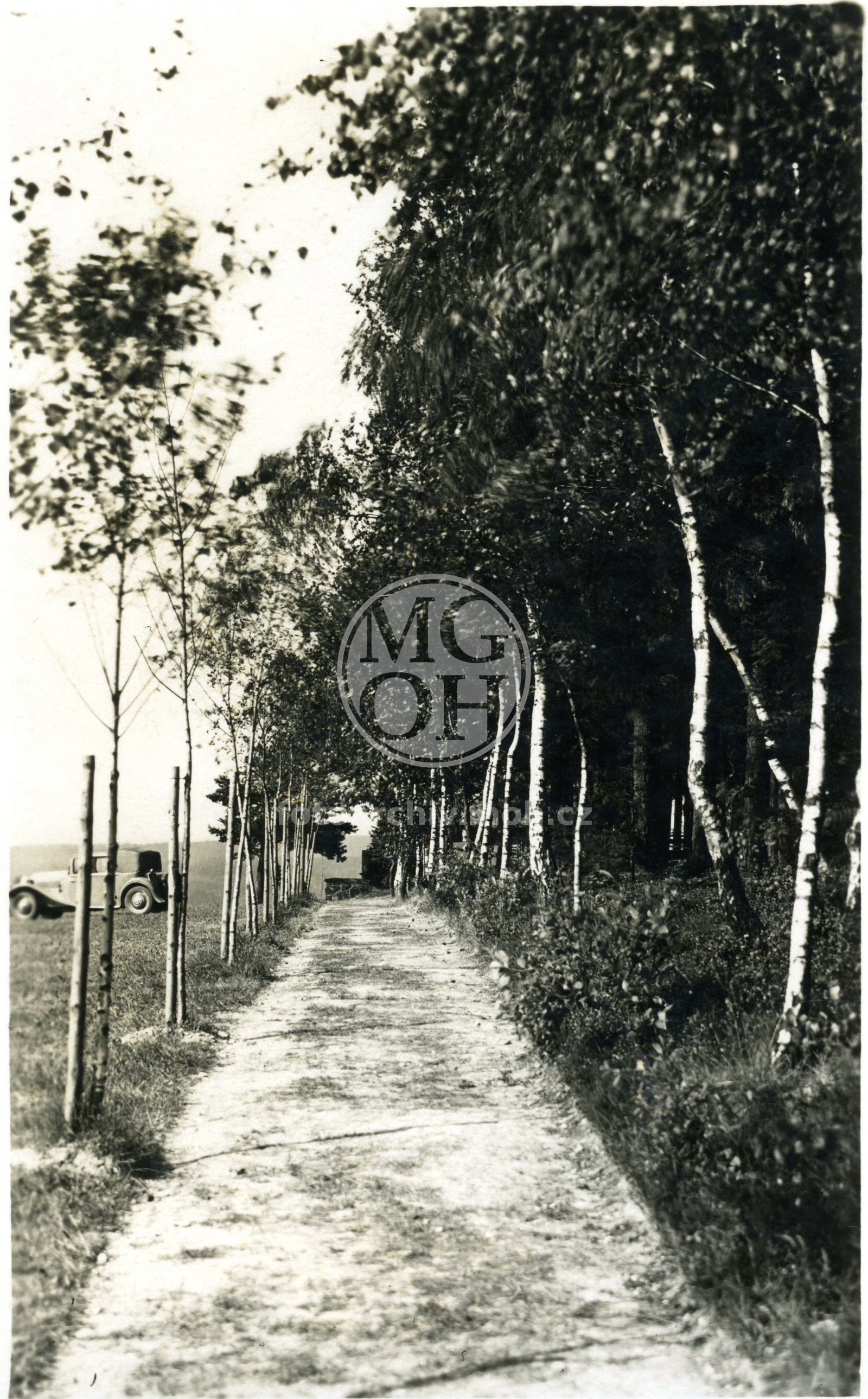 Fotografie - Březová alej