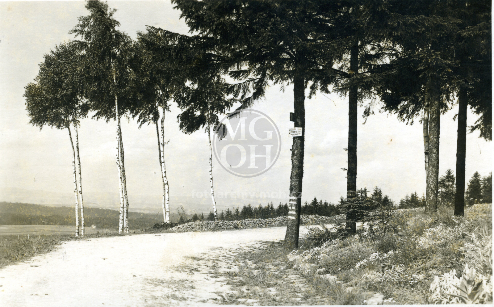 Fotografie - Březová alej