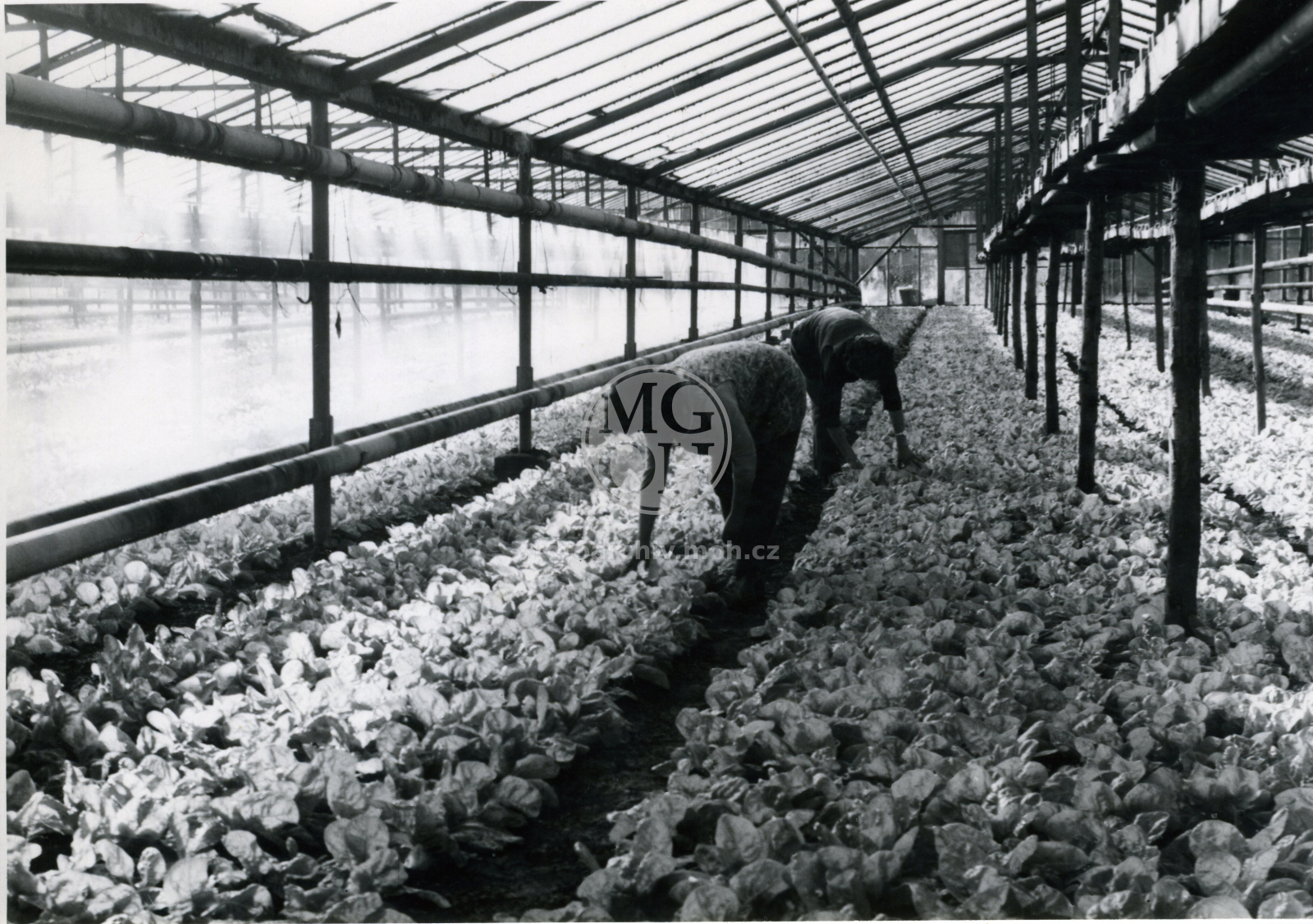 Fotografie - Zahradnictví JZD