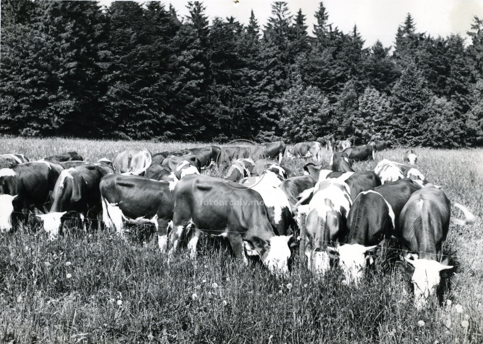 Fotografie - Na pastvě