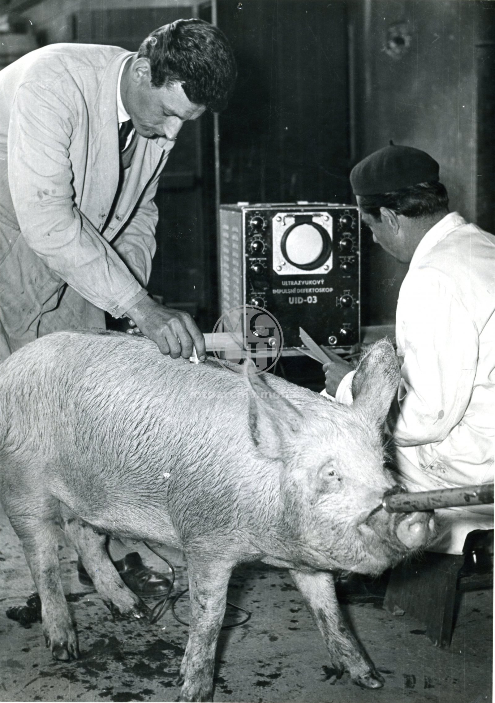 Fotografie - Výzkumný ústav chovu prasat