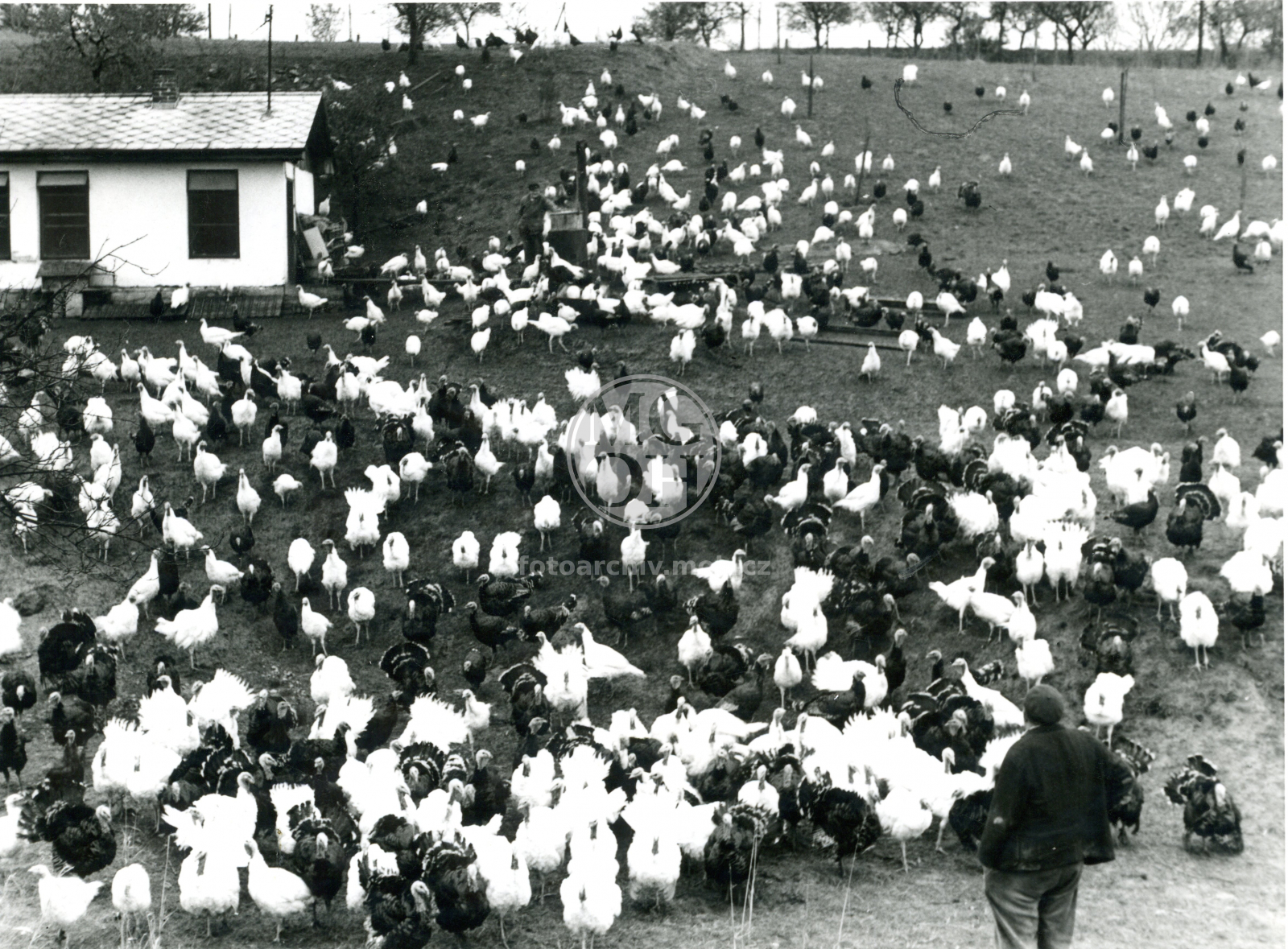 Fotografie - Chov krůt v JZD