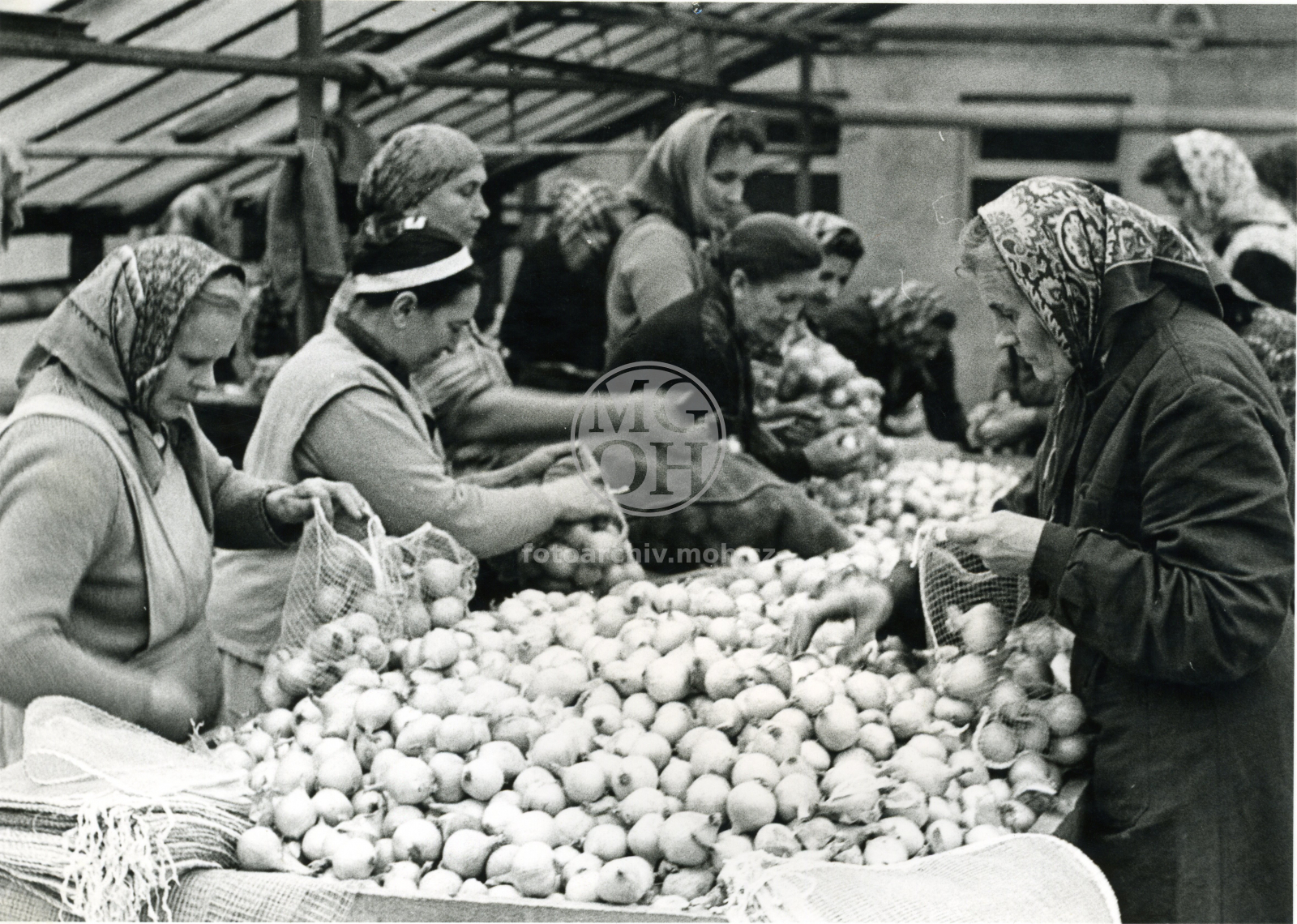 Fotografie - Zahradnictví JZD