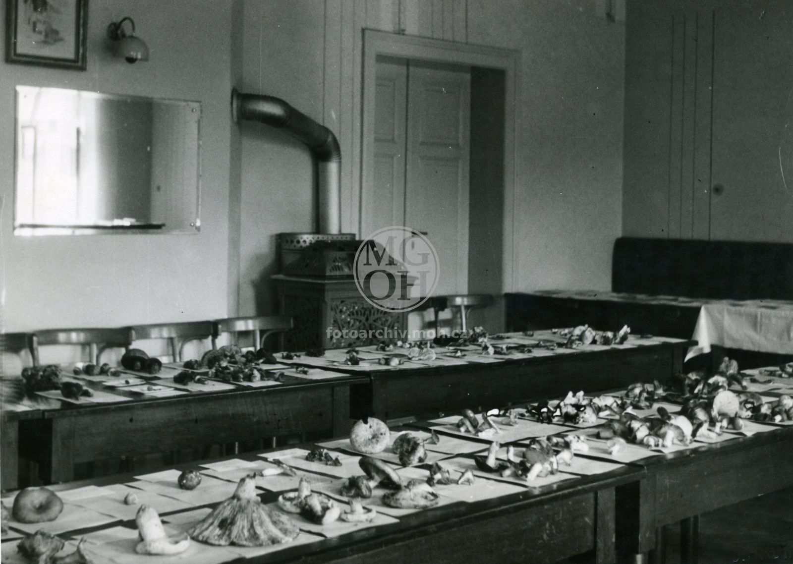 Fotografie - Výstava hub